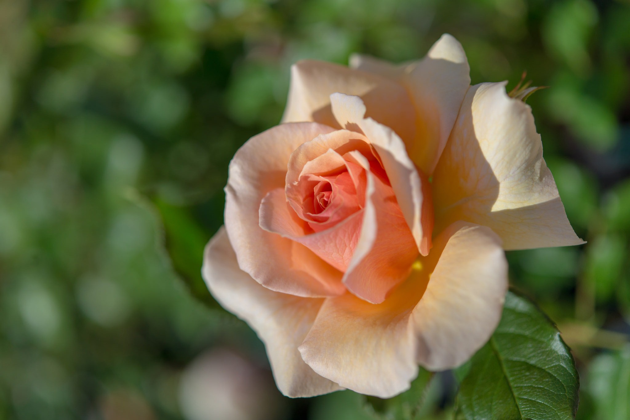 Free download wallpaper Nature, Flowers, Macro, Rose, Earth, Peach Flower on your PC desktop