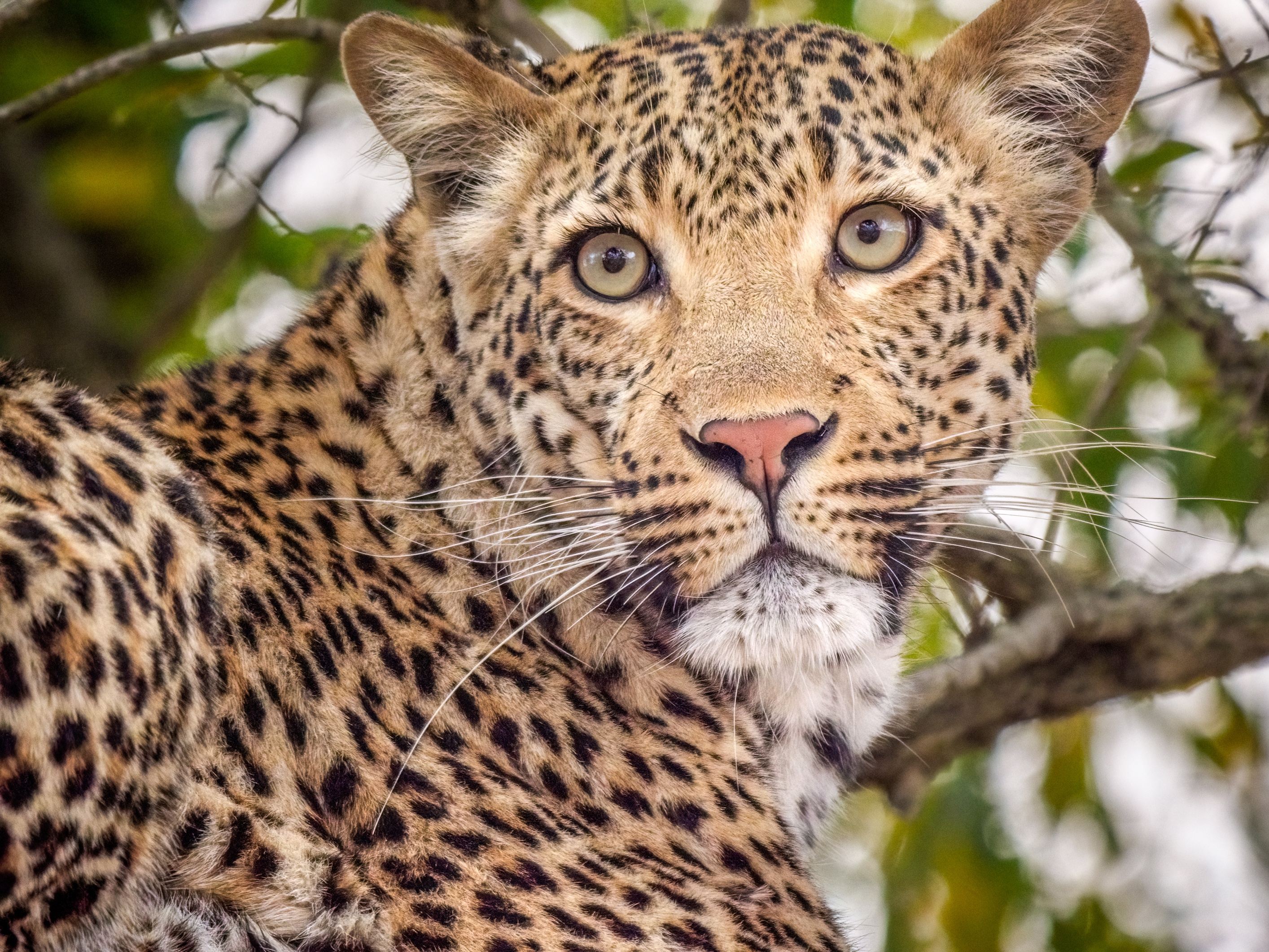 Baixar papel de parede para celular de Animais, Gatos, Leopardo gratuito.