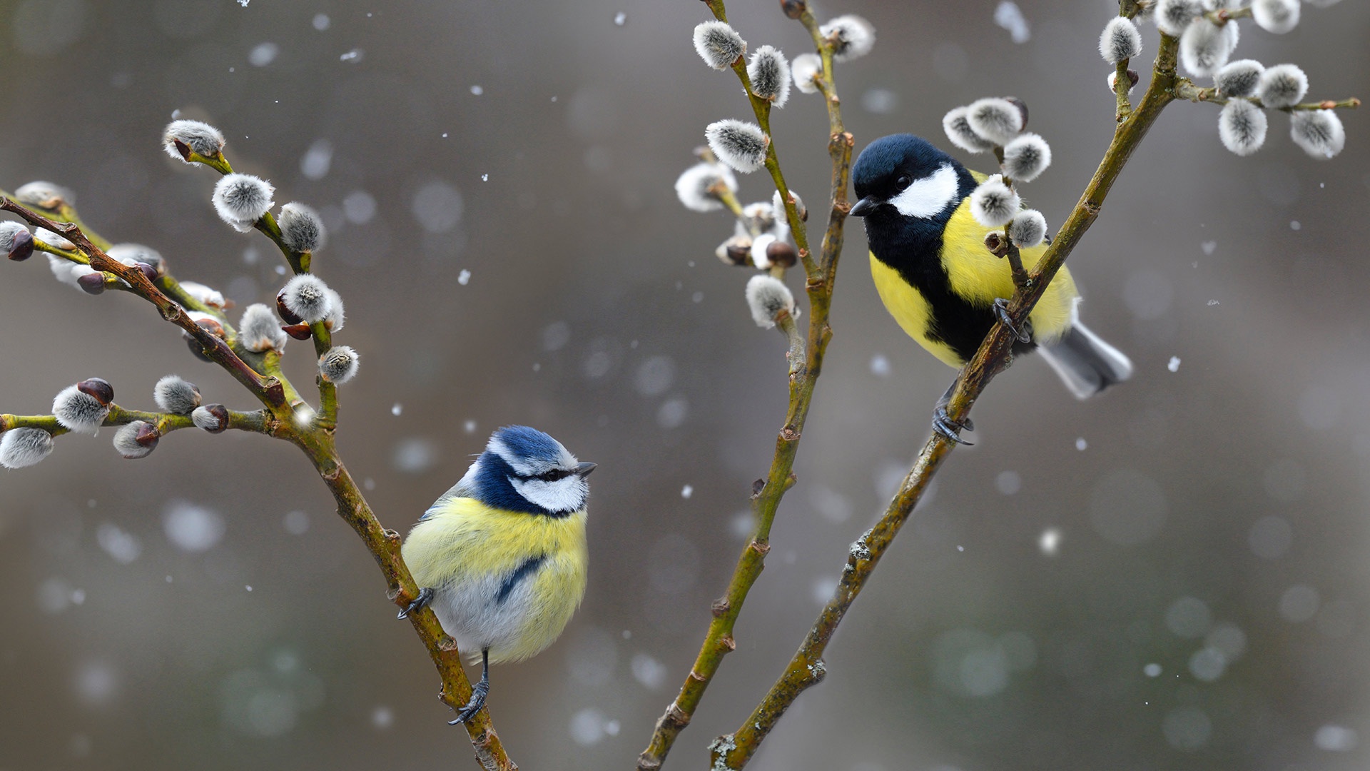 Free download wallpaper Birds, Bird, Animal, Titmouse on your PC desktop