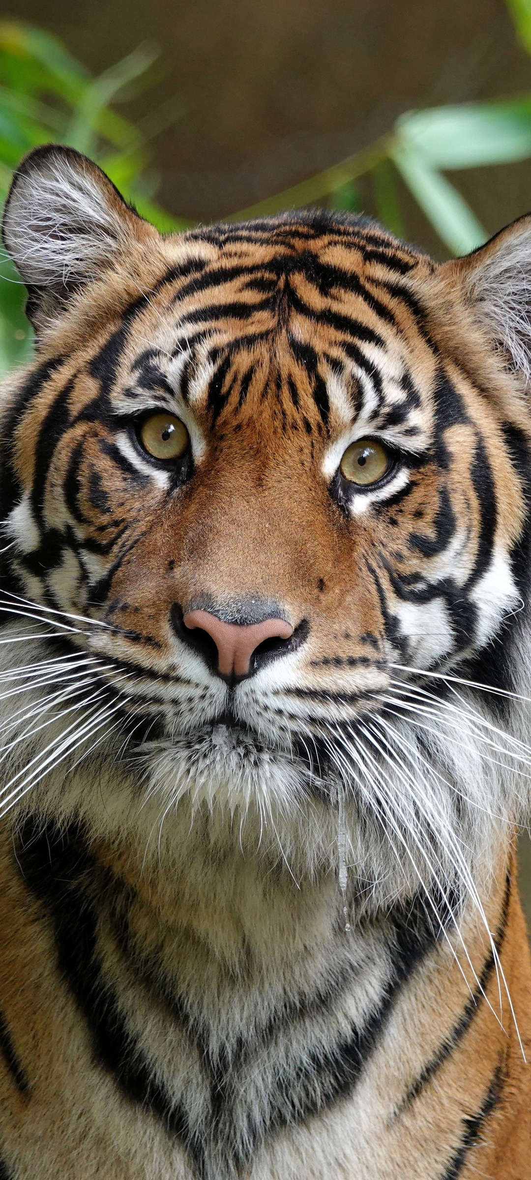 Baixar papel de parede para celular de Animais, Gatos, Tigre gratuito.