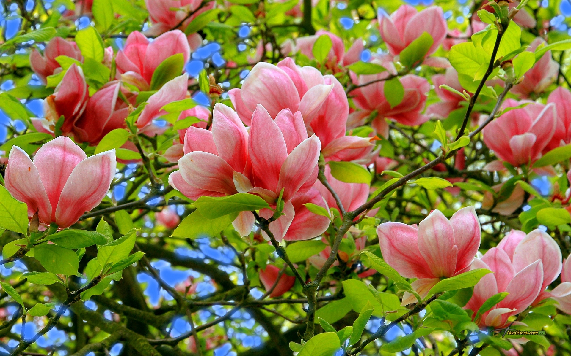 Descarga gratis la imagen Plantas, Flores, Árboles en el escritorio de tu PC