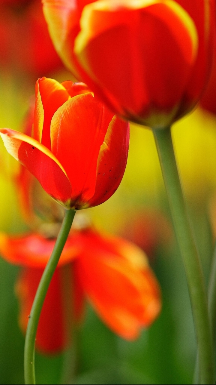 Скачати мобільні шпалери Квітка, Земля, Тюльпан, Червона Квітка, Флауерзи безкоштовно.
