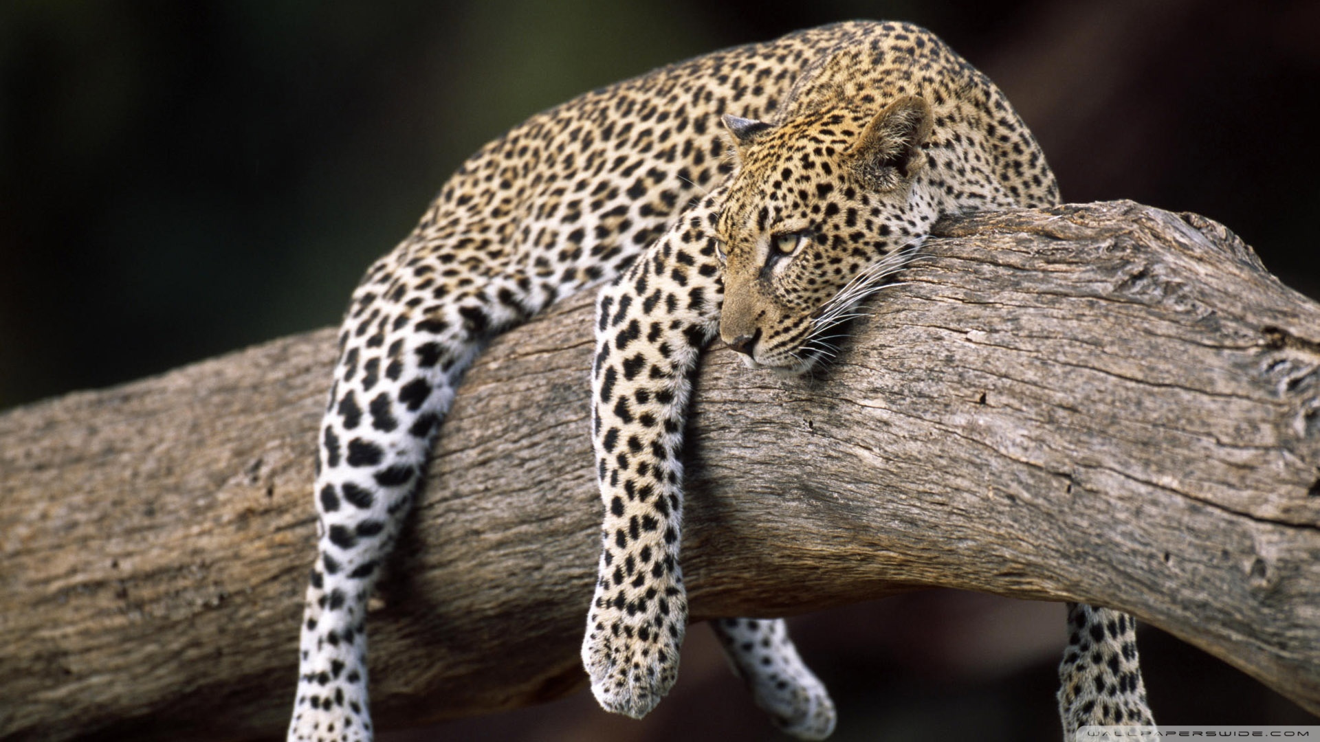 Free download wallpaper Leopard, Cats, Animal on your PC desktop