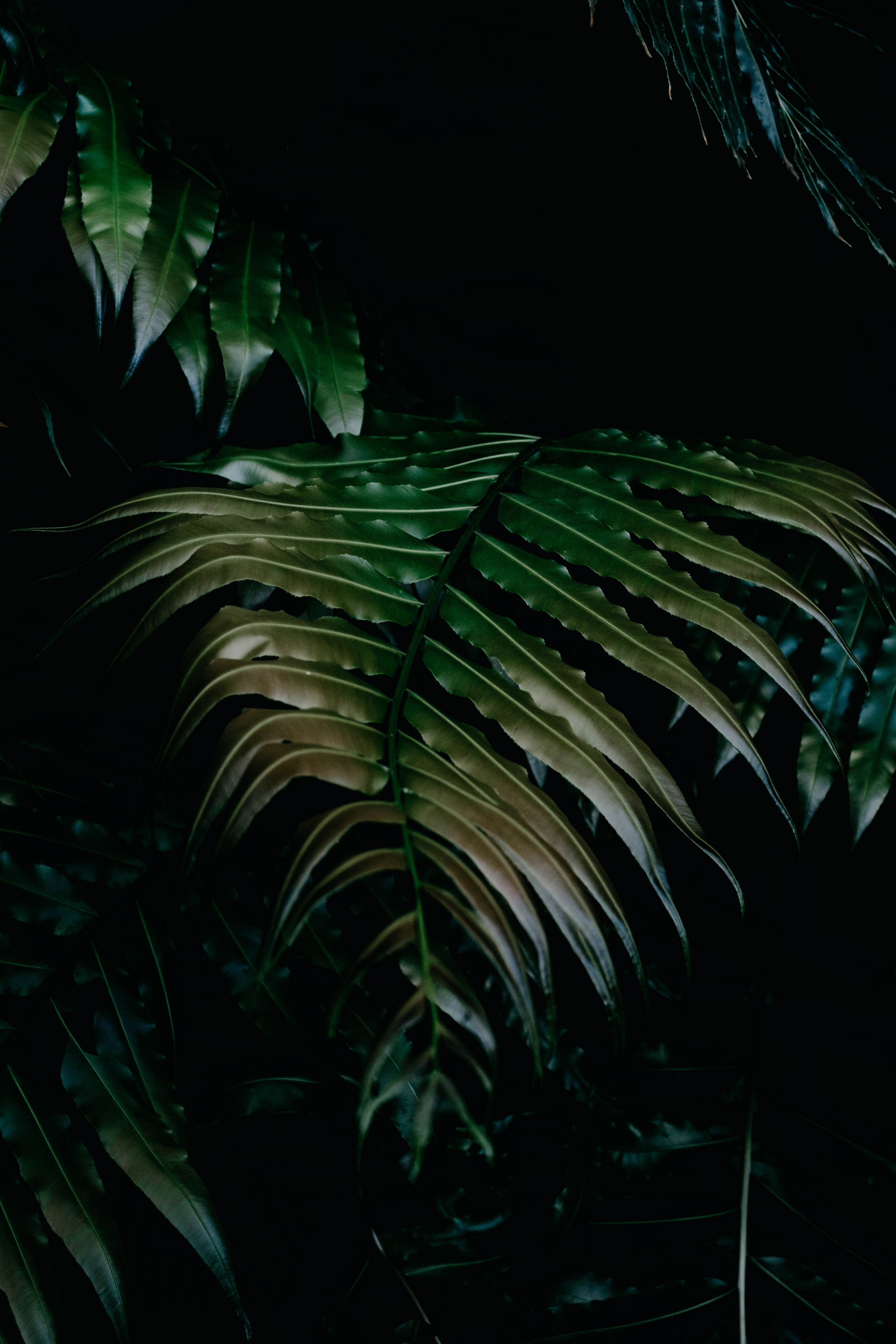 PCデスクトップに葉, 工場, 闇, 暗い, 植物画像を無料でダウンロード