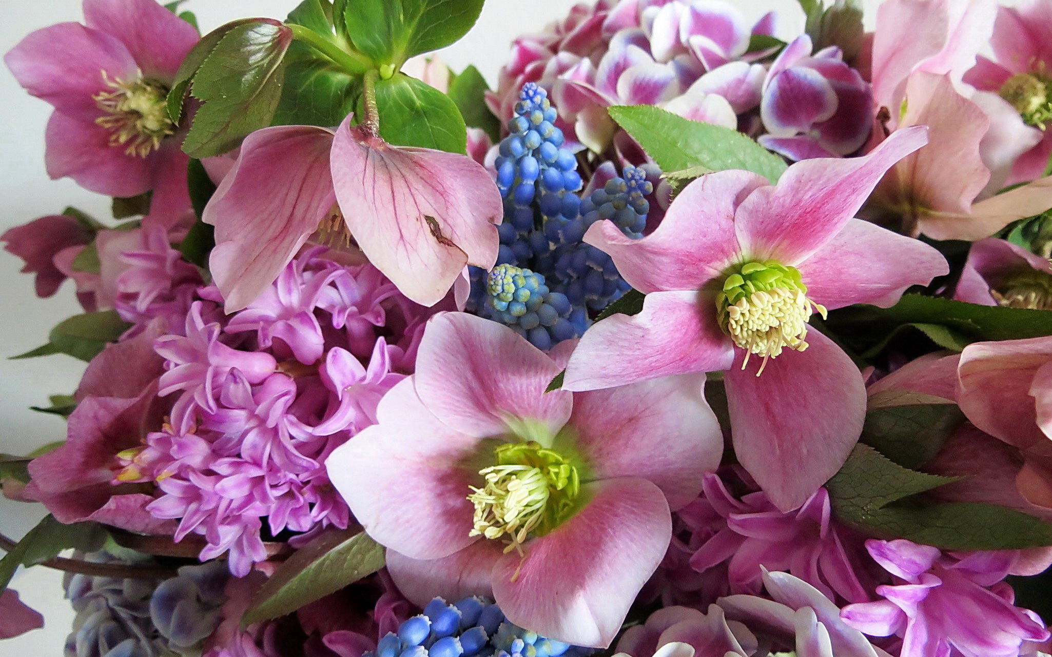 Laden Sie das Blumen, Blume, Farben, Bunt, Pastell, Erde/natur, Pinke Blume-Bild kostenlos auf Ihren PC-Desktop herunter