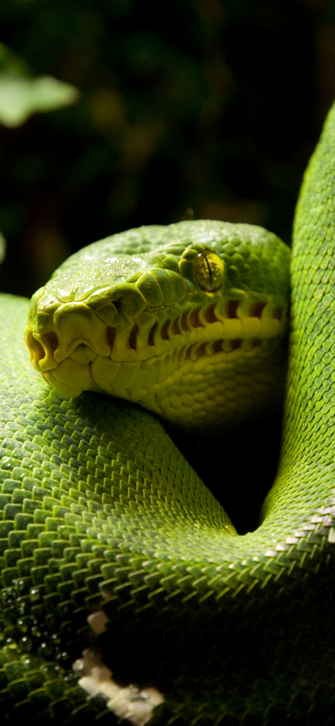 Téléchargez des papiers peints mobile Animaux, Serpent, Reptiles, Python, Python Vert Des Arbres gratuitement.