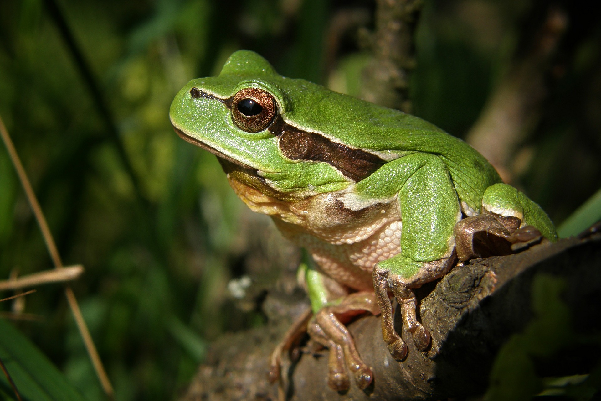 Free download wallpaper Frogs, Animal, Frog, Tree Frog on your PC desktop