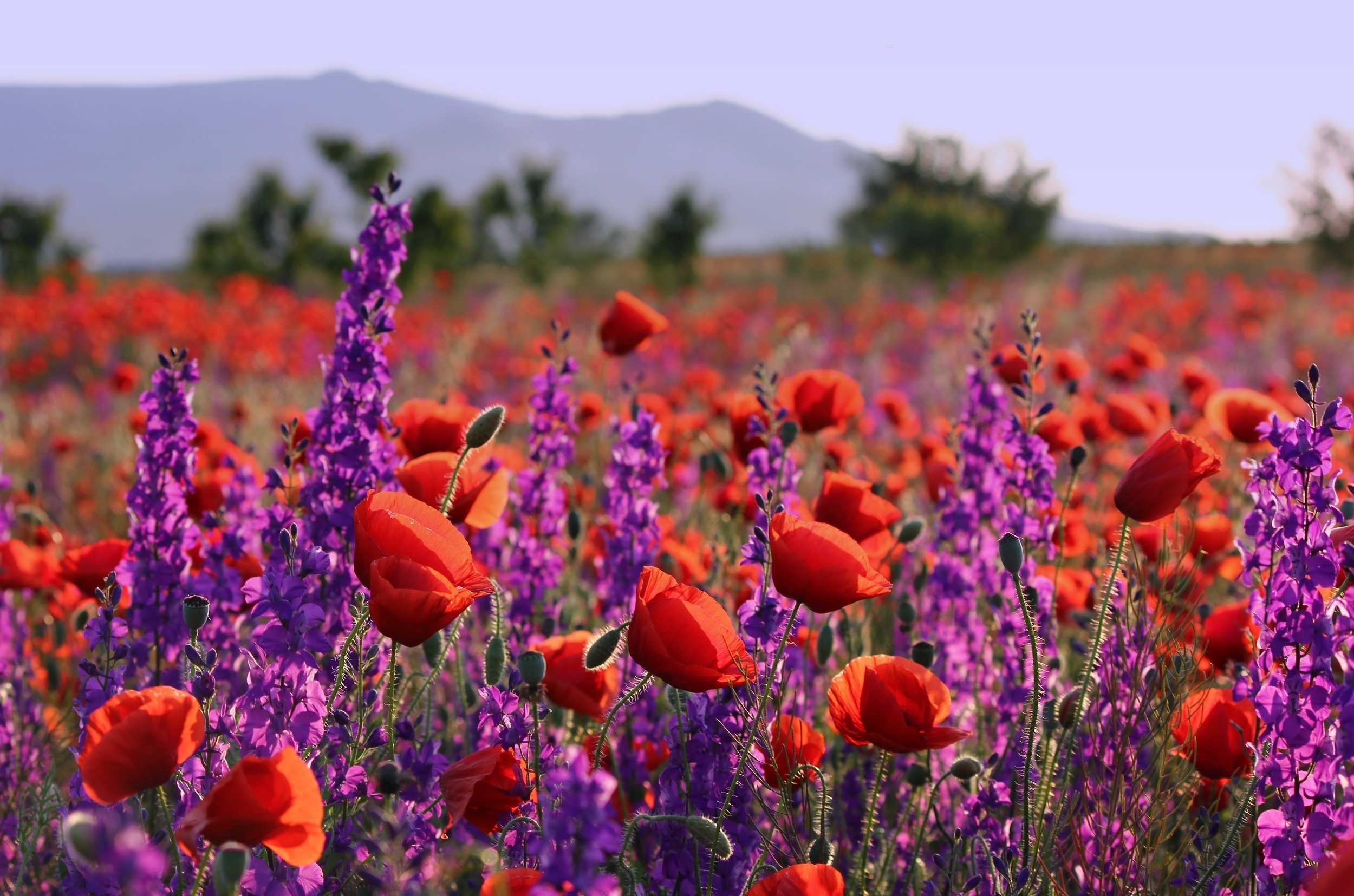 Laden Sie das Natur, Blumen, Mohn, Sommer, Blume, Lila Blume, Rote Blume, Erde/natur, Tiefenschärfe-Bild kostenlos auf Ihren PC-Desktop herunter