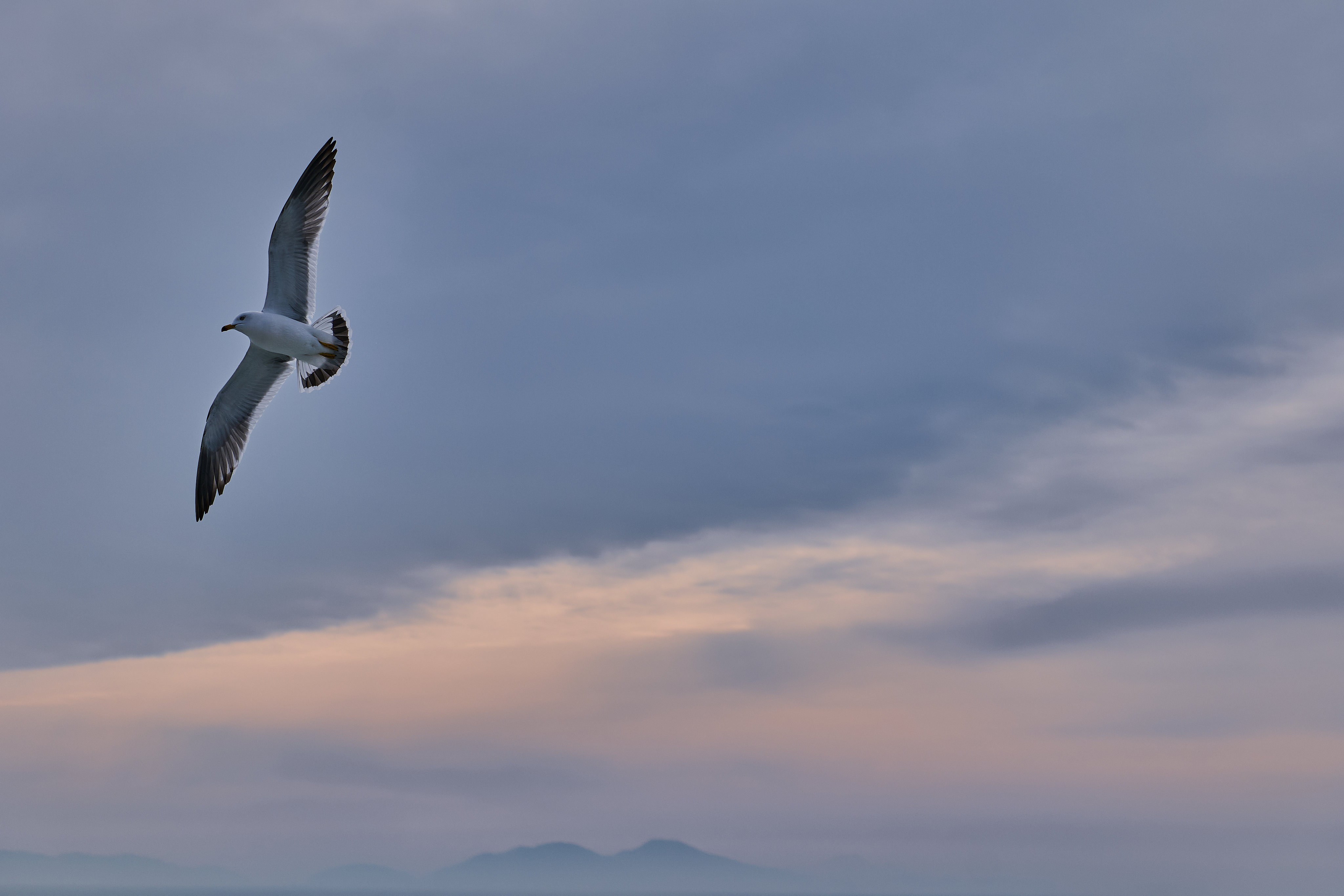 animals, sky, bird, flight, gull, seagull, wings High Definition image