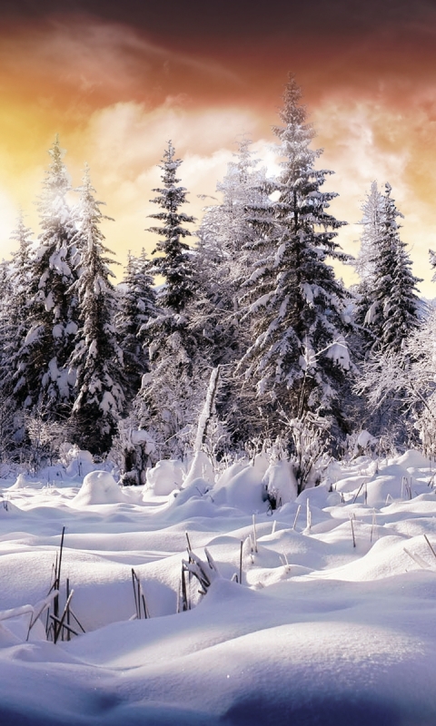 Handy-Wallpaper Winter, Schnee, Erde/natur kostenlos herunterladen.