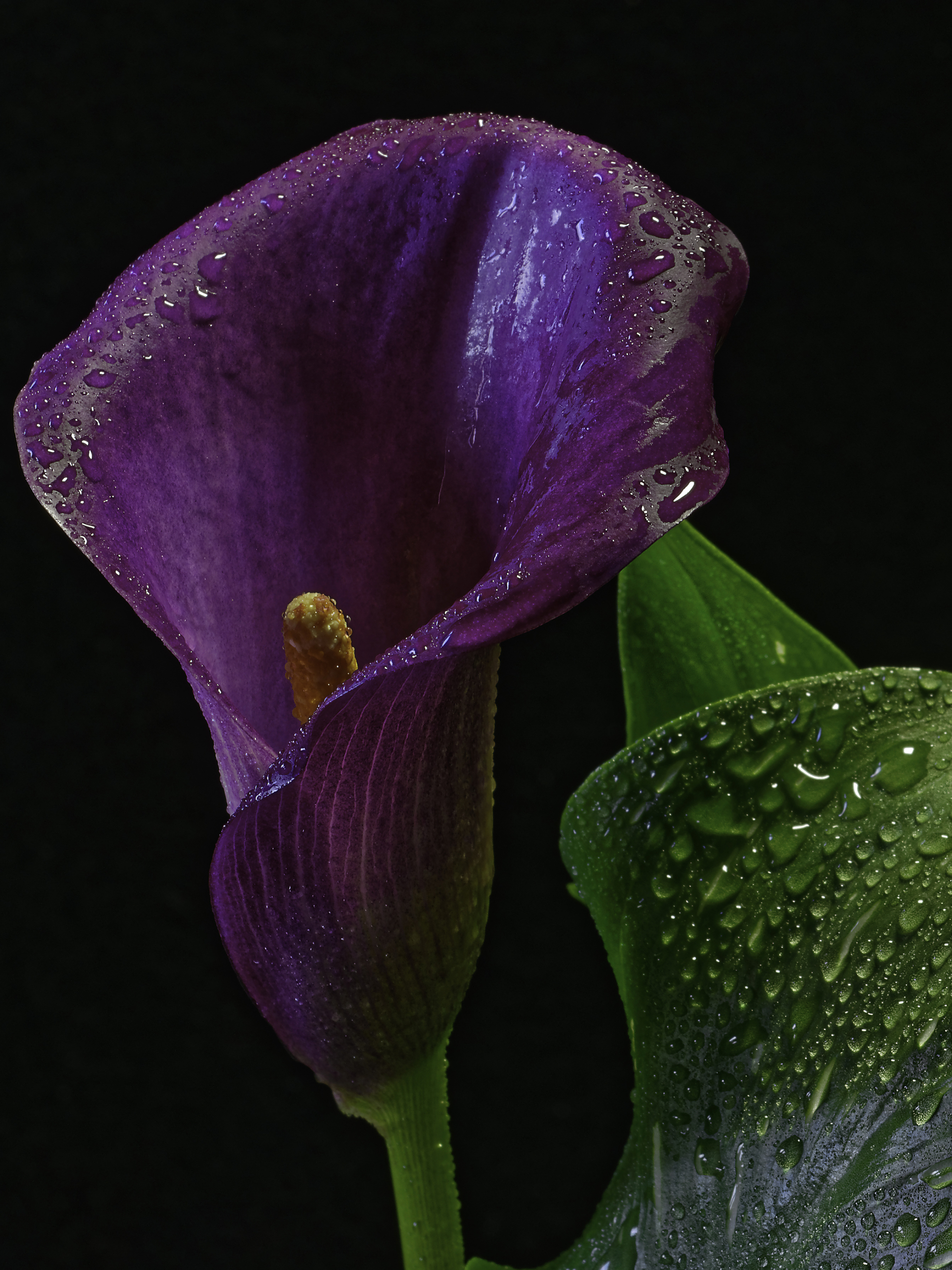 Free download wallpaper Nature, Flowers, Flower, Close Up, Earth, Purple Flower, Water Drop, Calla Lily on your PC desktop
