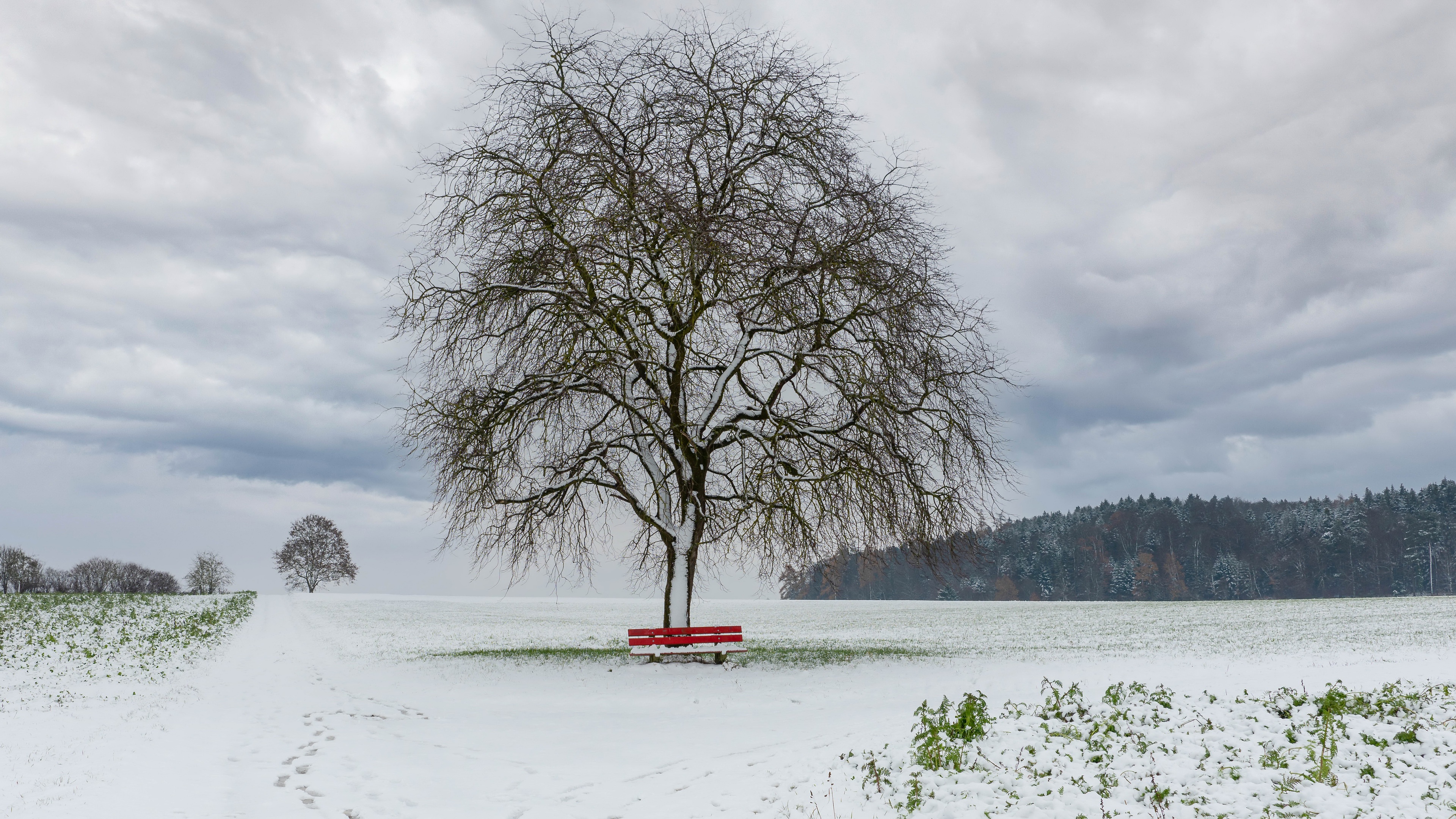 Скачать картинку Зима, Снег, Дерево, Поле, Скамейка, Фотографии в телефон бесплатно.