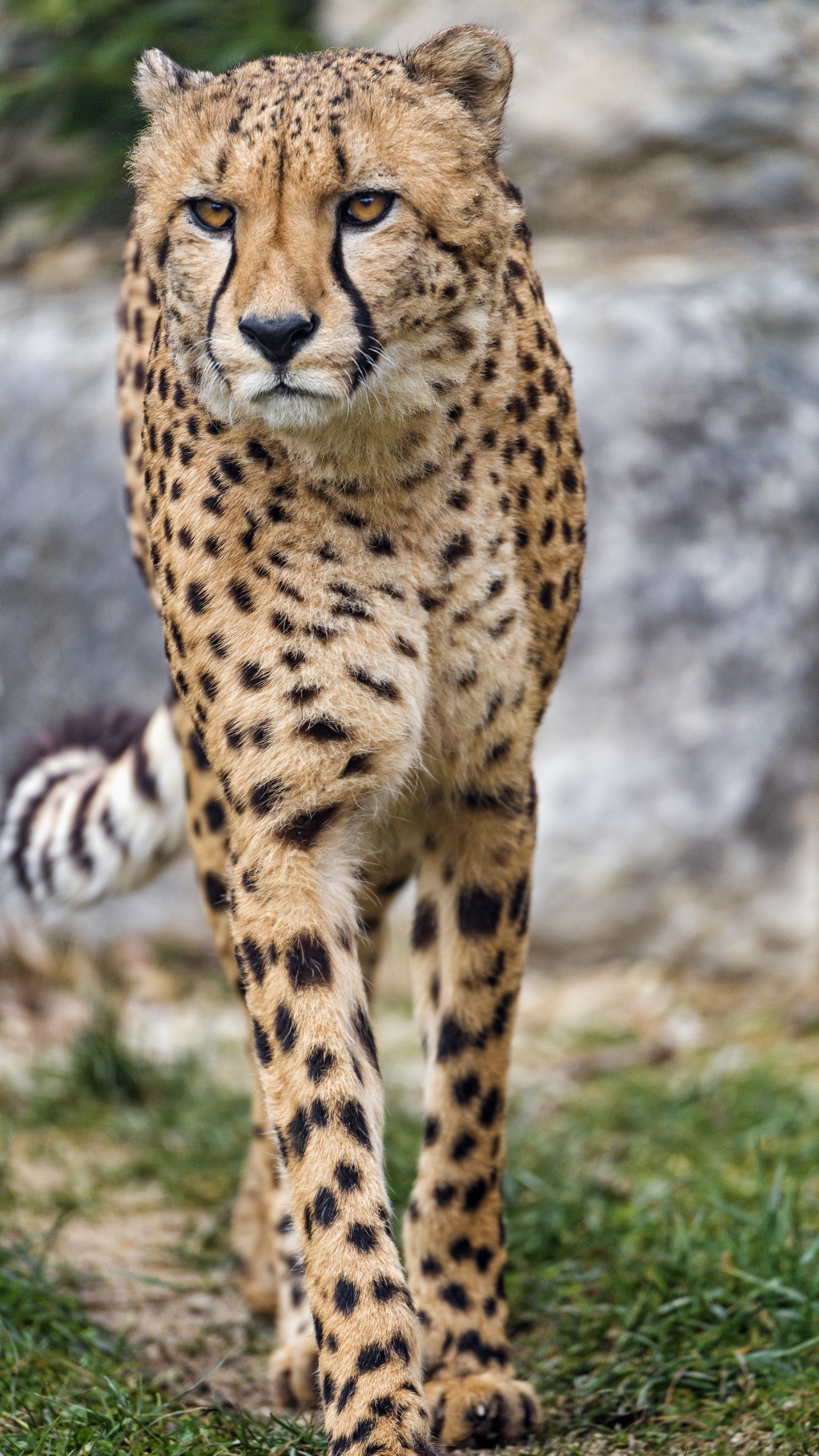 cheetah, animals, predator, big cat, sight, opinion, paws Full HD