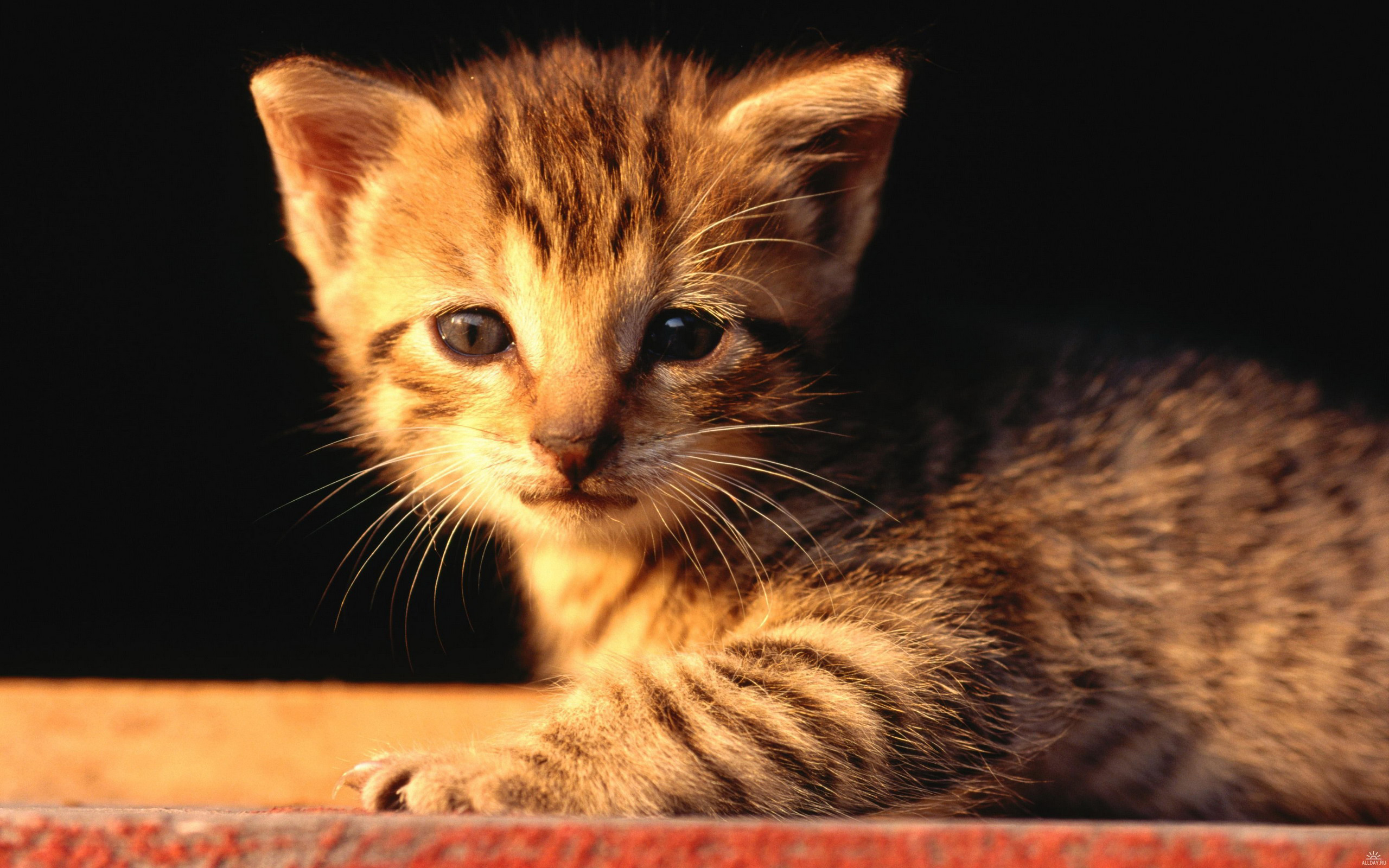 Download mobile wallpaper Cat, Animal for free.