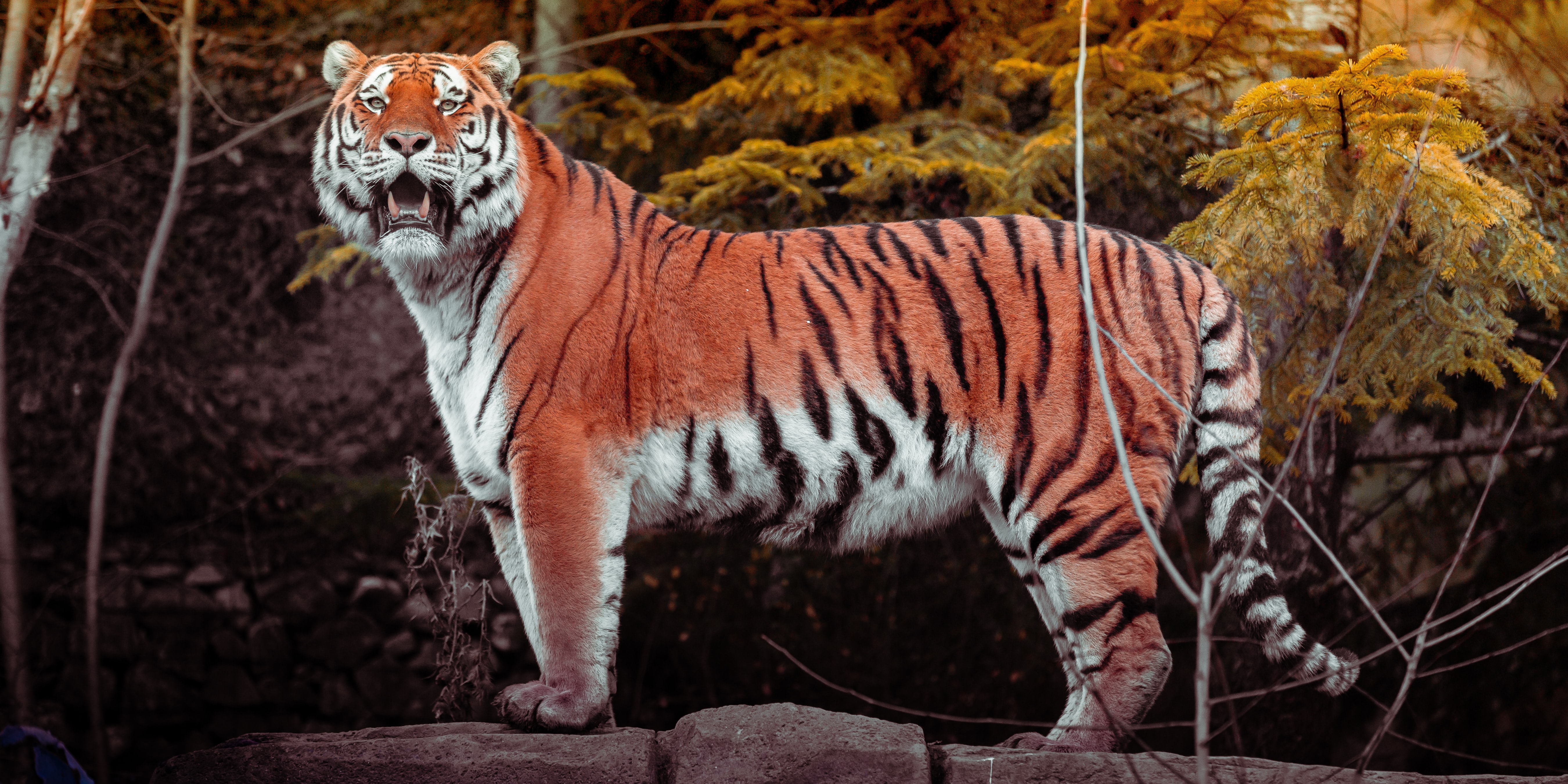 無料モバイル壁紙動物, プレデター, 捕食者, ビッグキャット, 大きな猫, 野生, 褐色, 虎をダウンロードします。