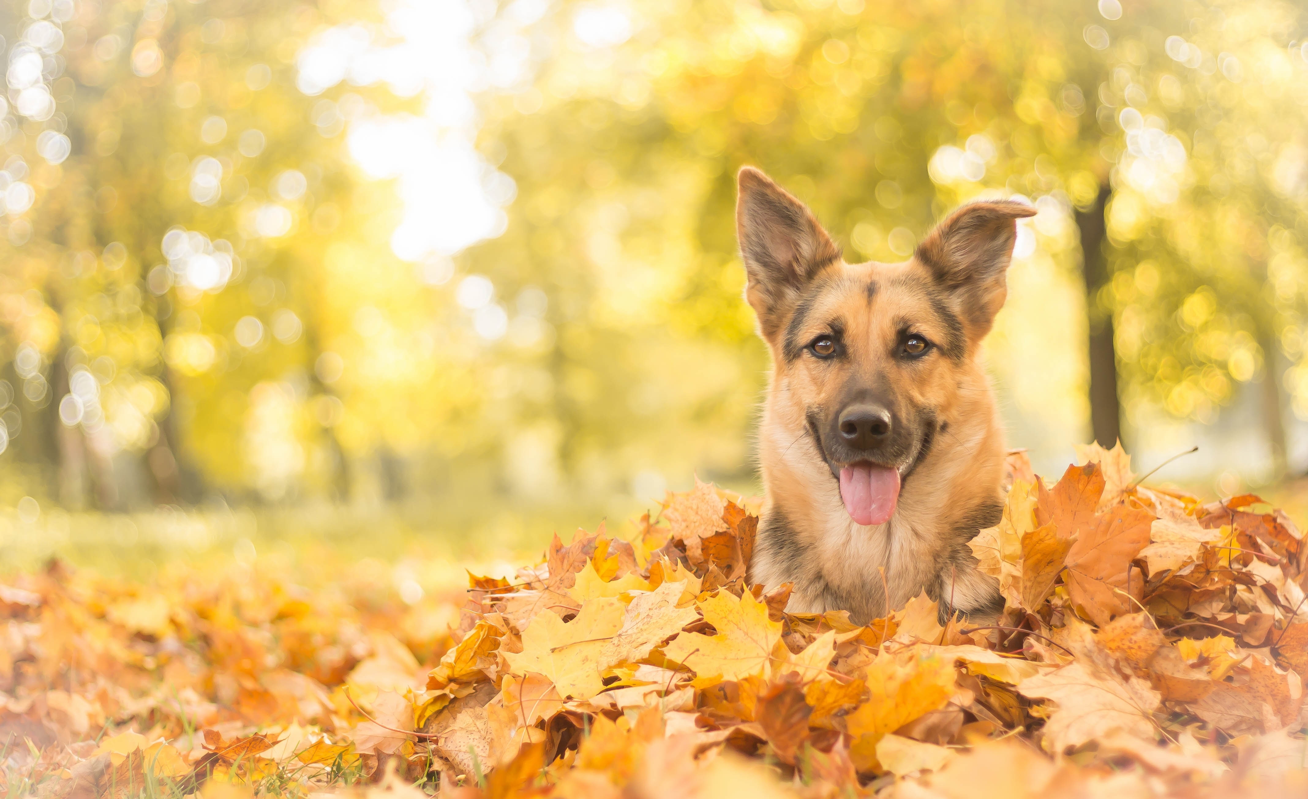 Free download wallpaper Dogs, Dog, Leaf, Fall, Animal, Bokeh, German Shepherd on your PC desktop