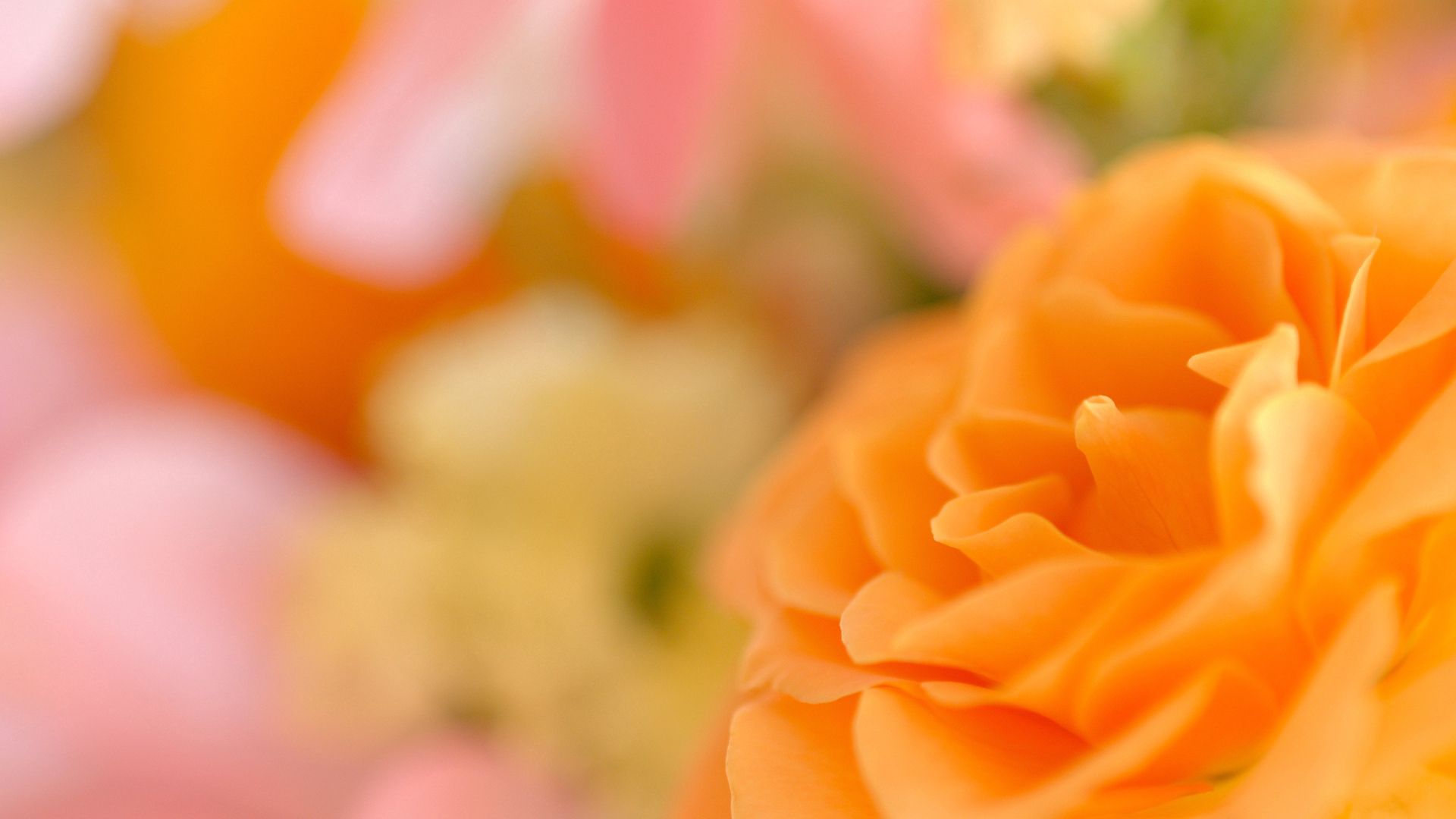 Free download wallpaper Macro, Bokeh, Boquet, Flower, Petals on your PC desktop