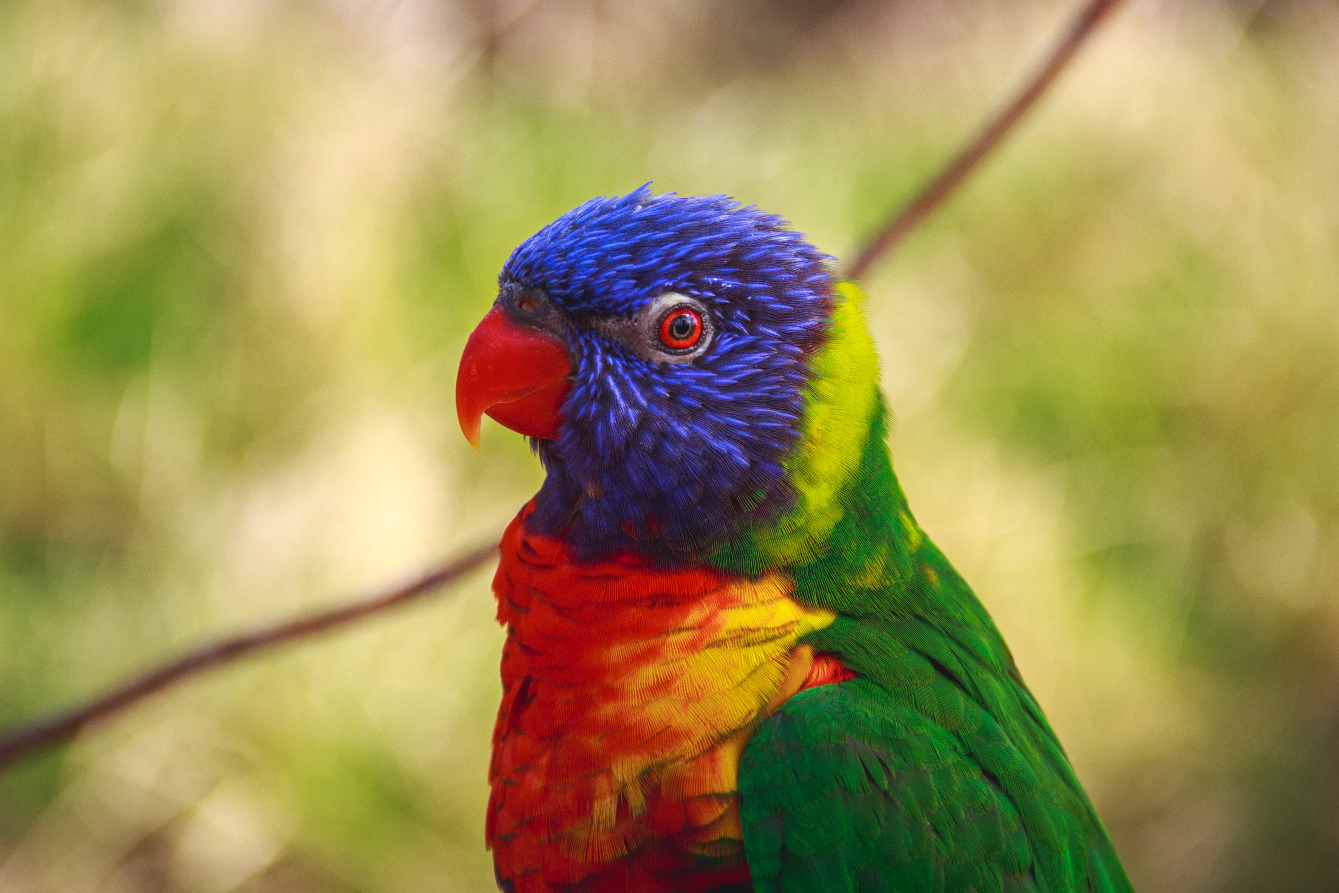 155448 скачать картинку птица, разноцветный, попугаи, животные - обои и заставки бесплатно
