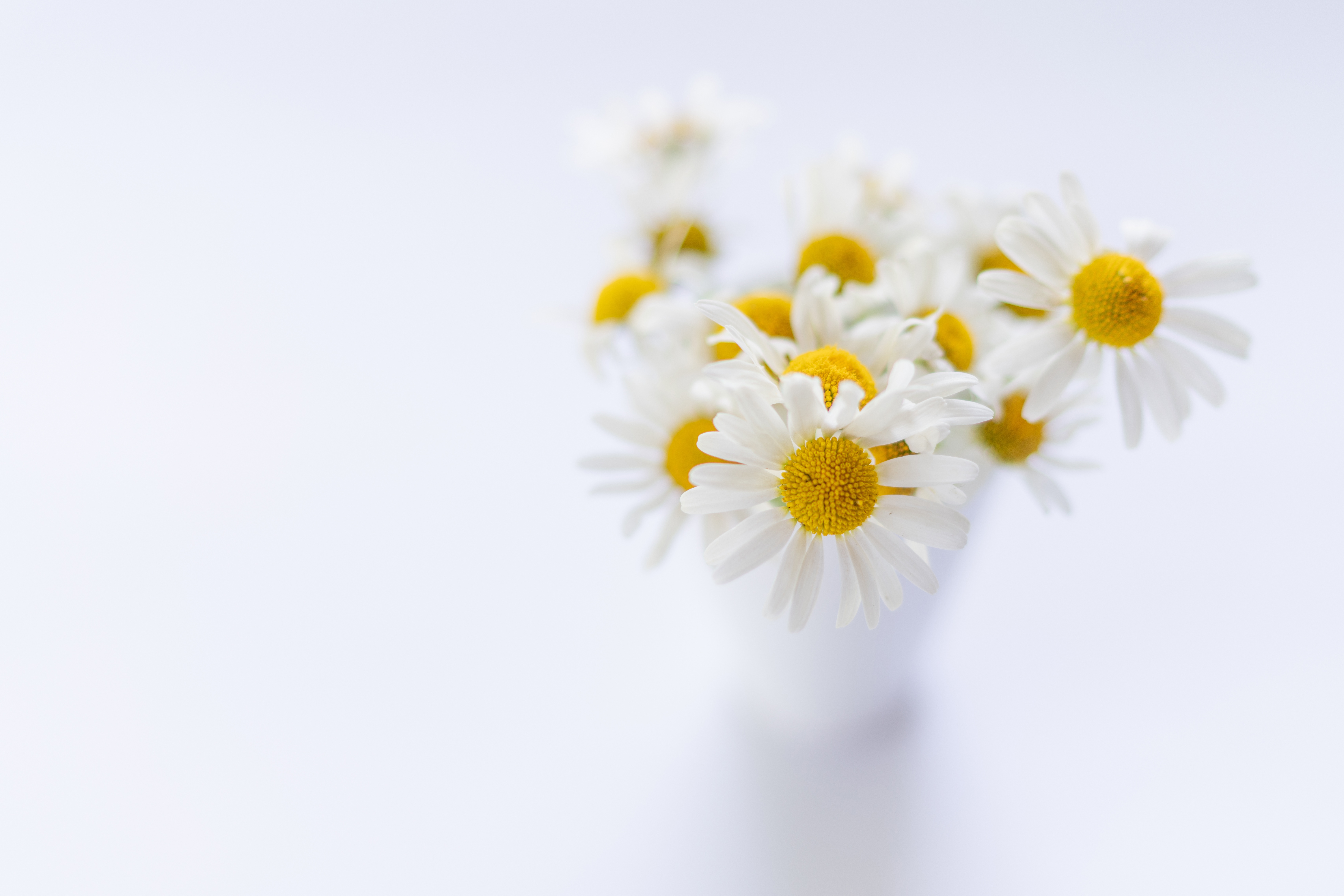 Free download wallpaper Flower, Bouquet, Chamomile, Man Made on your PC desktop