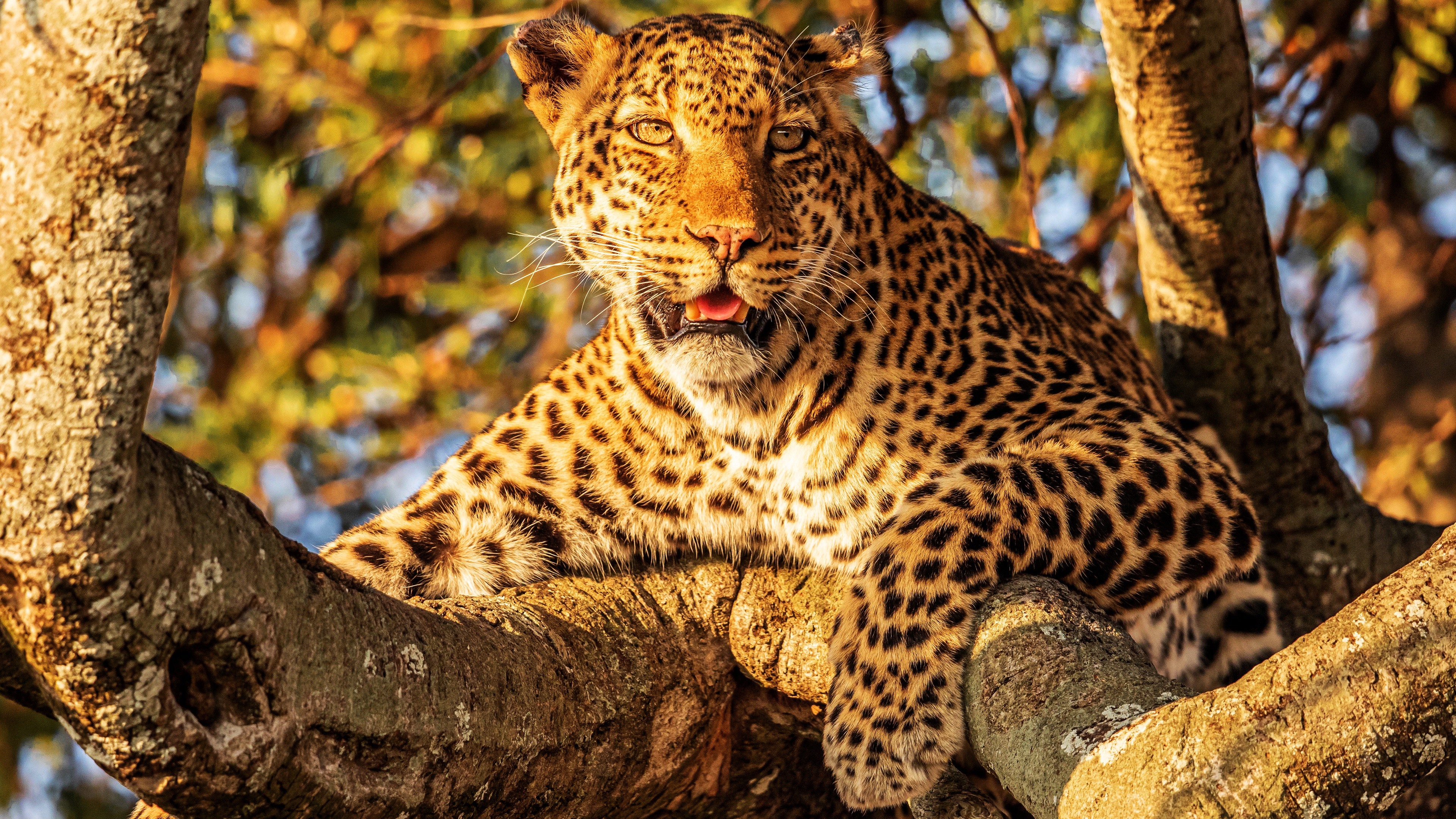 animal, leopard, trunk, cats
