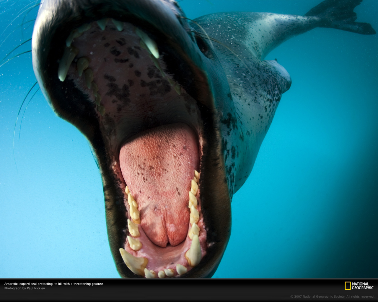 1479889 descargar fondo de pantalla animales, foca leopardo, sello: protectores de pantalla e imágenes gratis