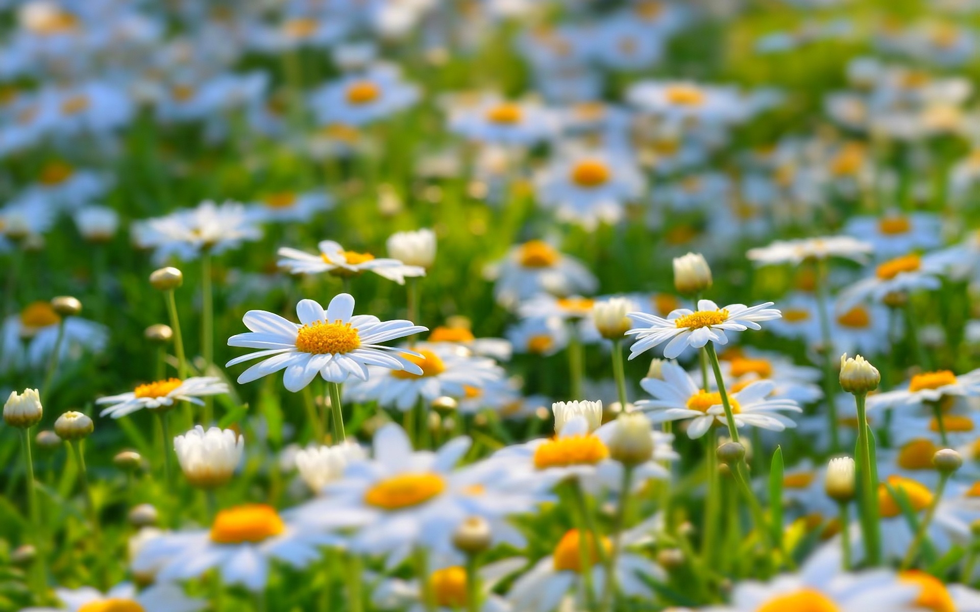 Téléchargez gratuitement l'image Fleurs, Fleur, Terre/nature sur le bureau de votre PC