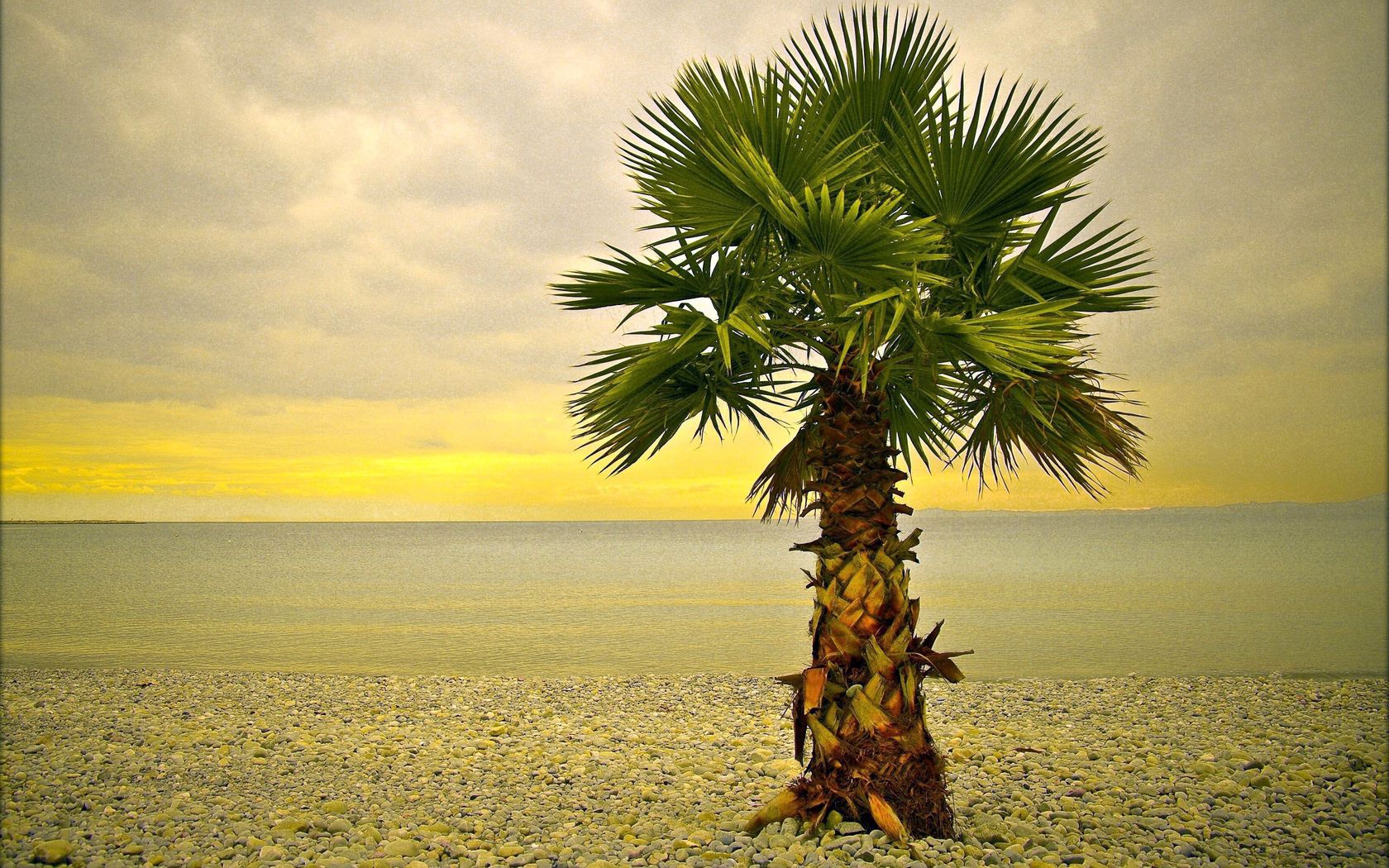 64992 скачать картинку берег, пляж, природа, галька, пальма, одинокая - обои и заставки бесплатно