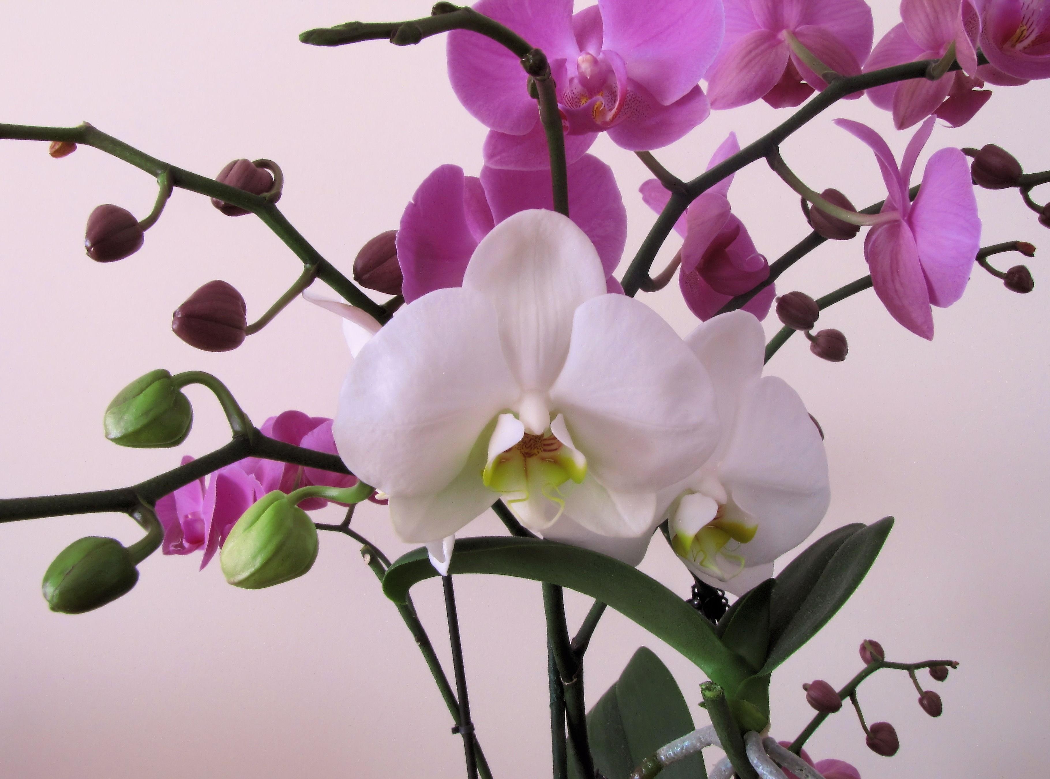 Скачать обои бесплатно Орхидея, Крупный План, Ветки, Цветок, Цветы картинка на рабочий стол ПК