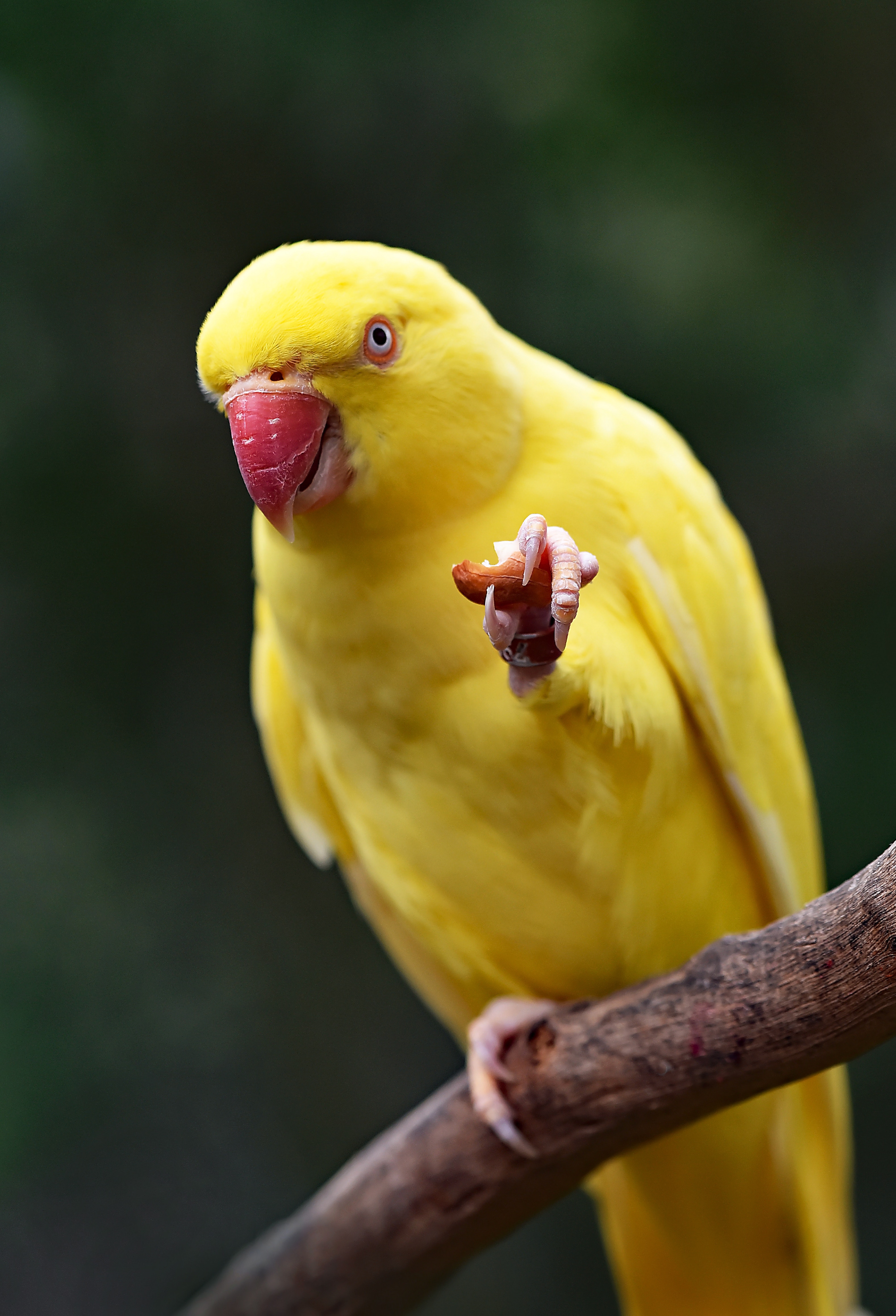 parrots, bird, yellow, animals, beak Full HD