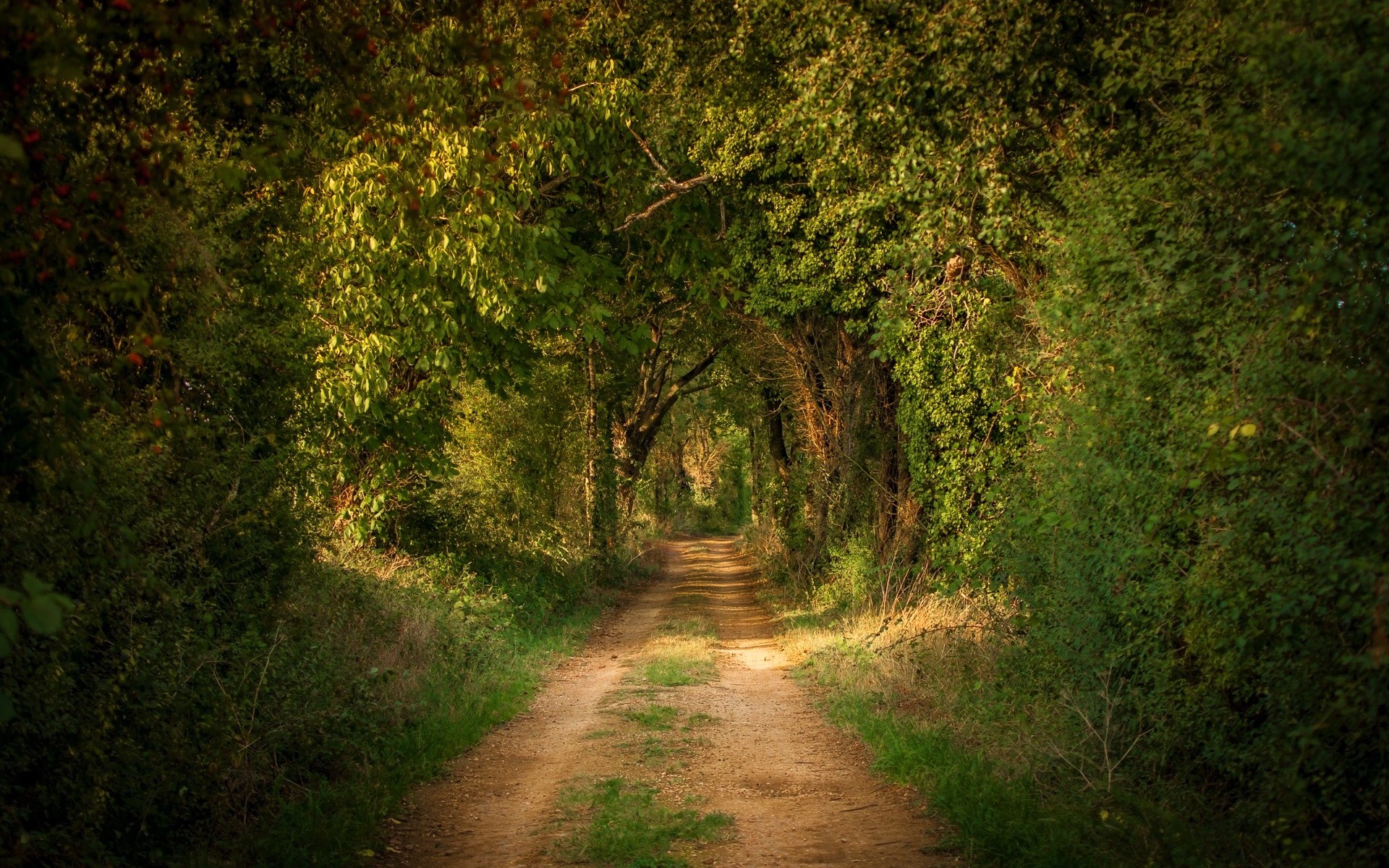 Download mobile wallpaper Road, Forest, Path, Man Made, Greenery, Dirt Road for free.