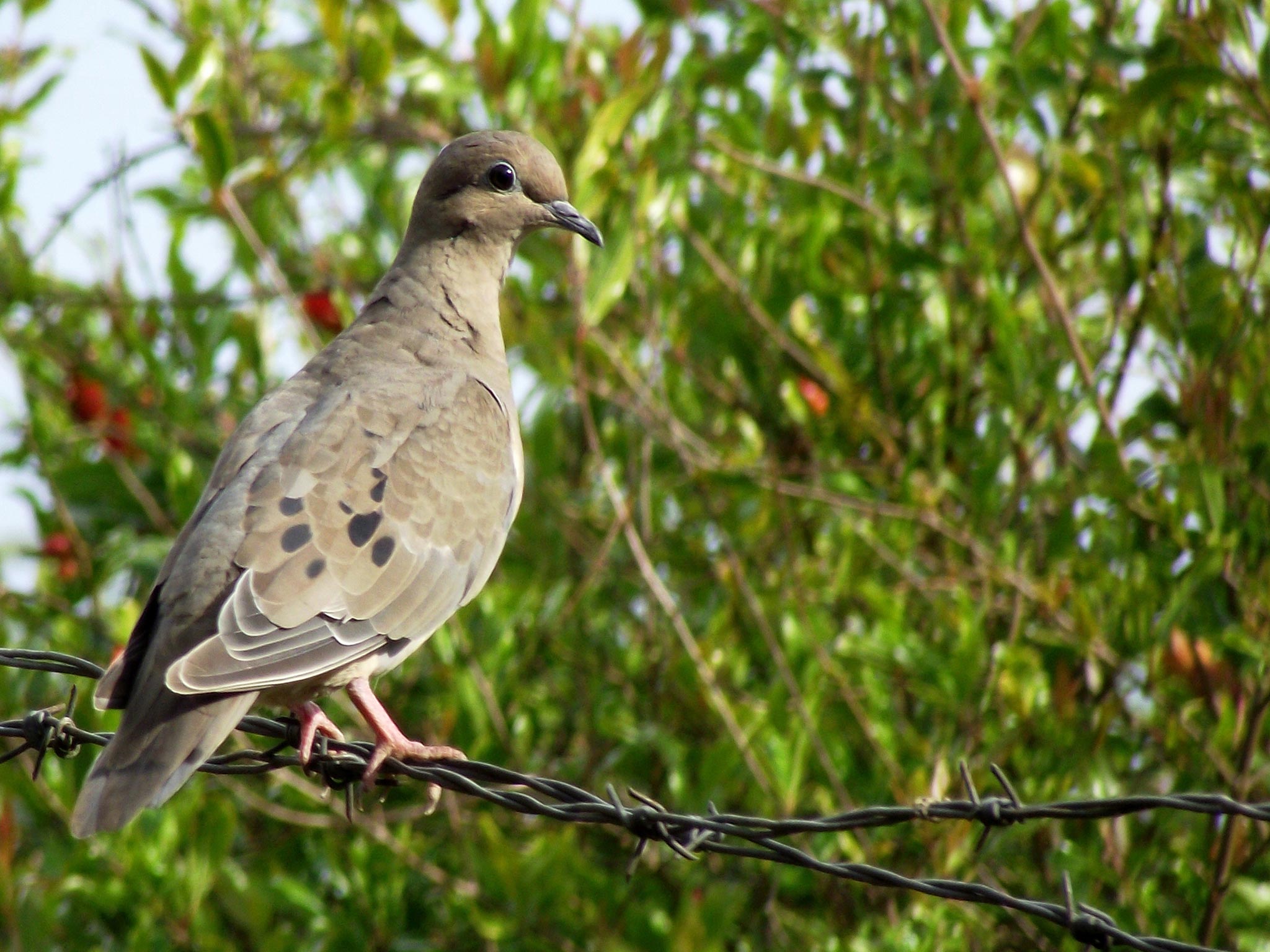 Download mobile wallpaper Dove, Bird, Birds, Animal for free.