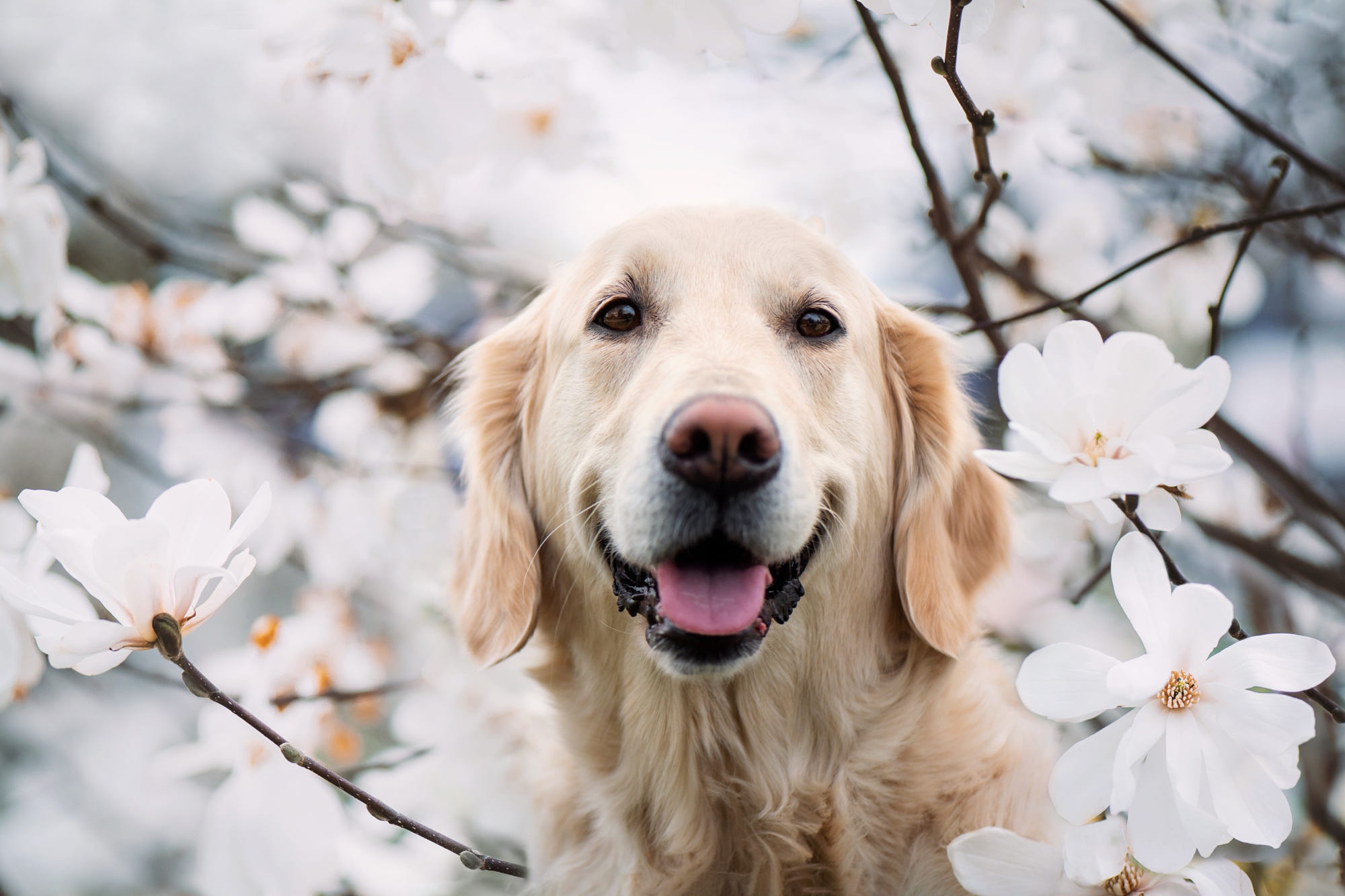 Laden Sie das Tiere, Hunde, Golden Retriever-Bild kostenlos auf Ihren PC-Desktop herunter