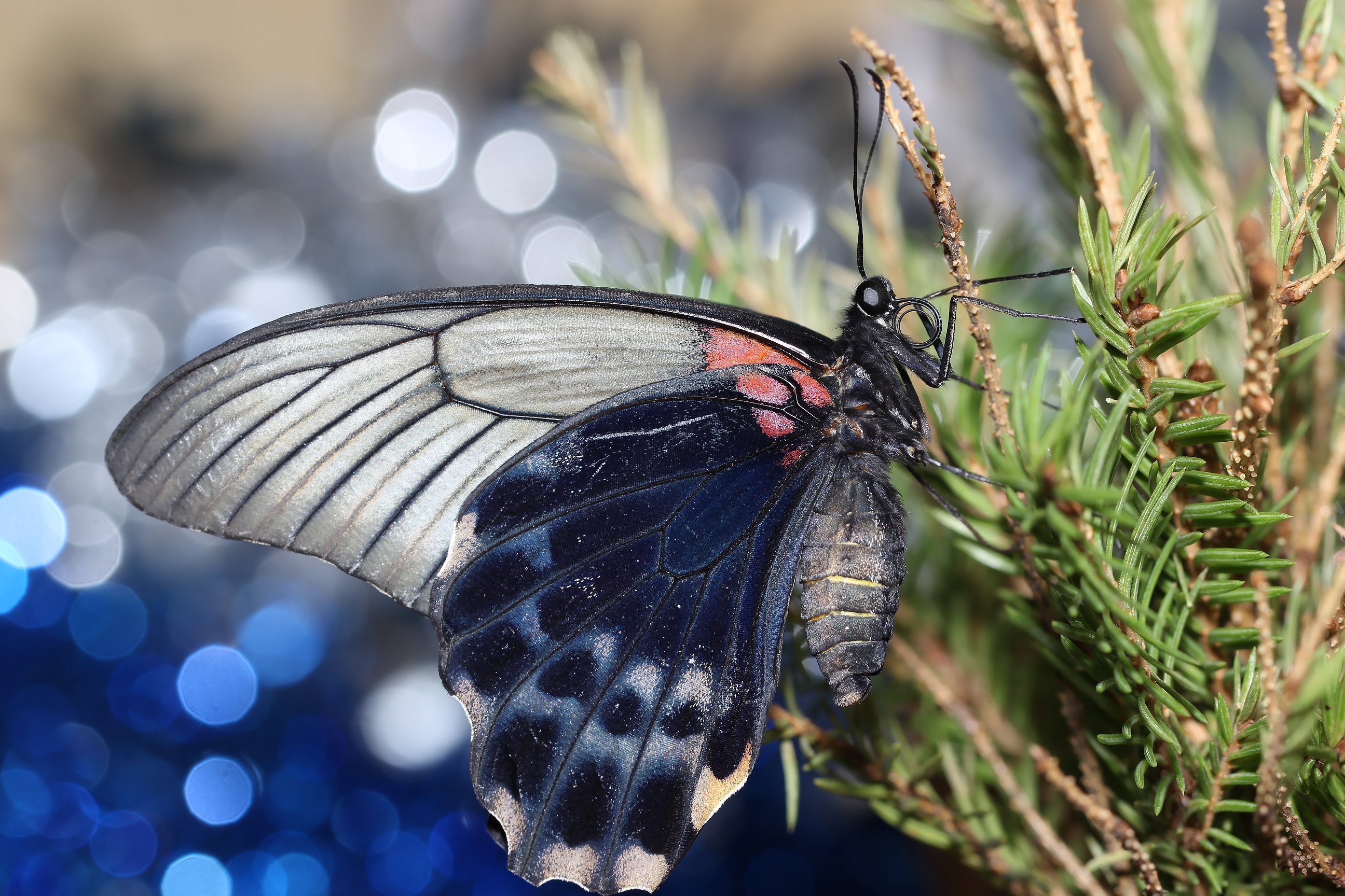 Laden Sie das Tiere, Schmetterlinge, Insekt, Flügel-Bild kostenlos auf Ihren PC-Desktop herunter