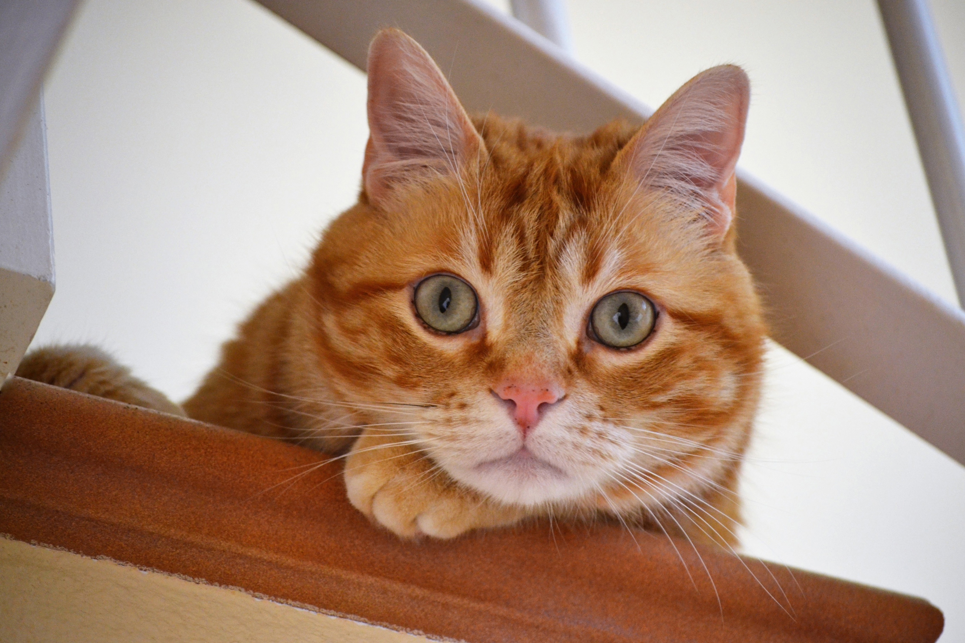 Baixe gratuitamente a imagem Animais, Gatos, Gato, Olhar Fixamente na área de trabalho do seu PC