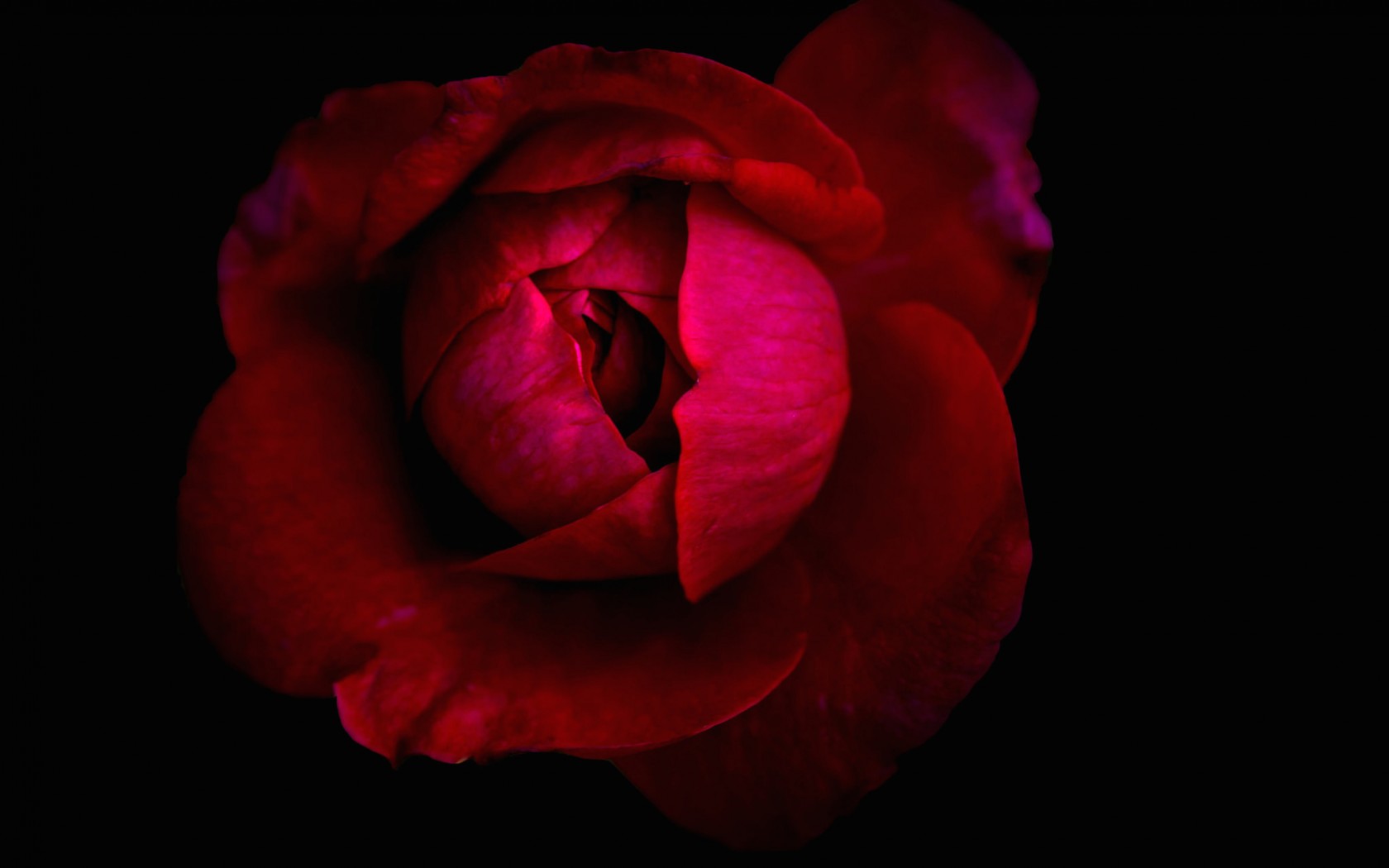 Завантажити шпалери безкоштовно Квітка, Роза, Земля, Червона Троянда, Червона Квітка, Впритул, Бутон Троянди, Флауерзи картинка на робочий стіл ПК