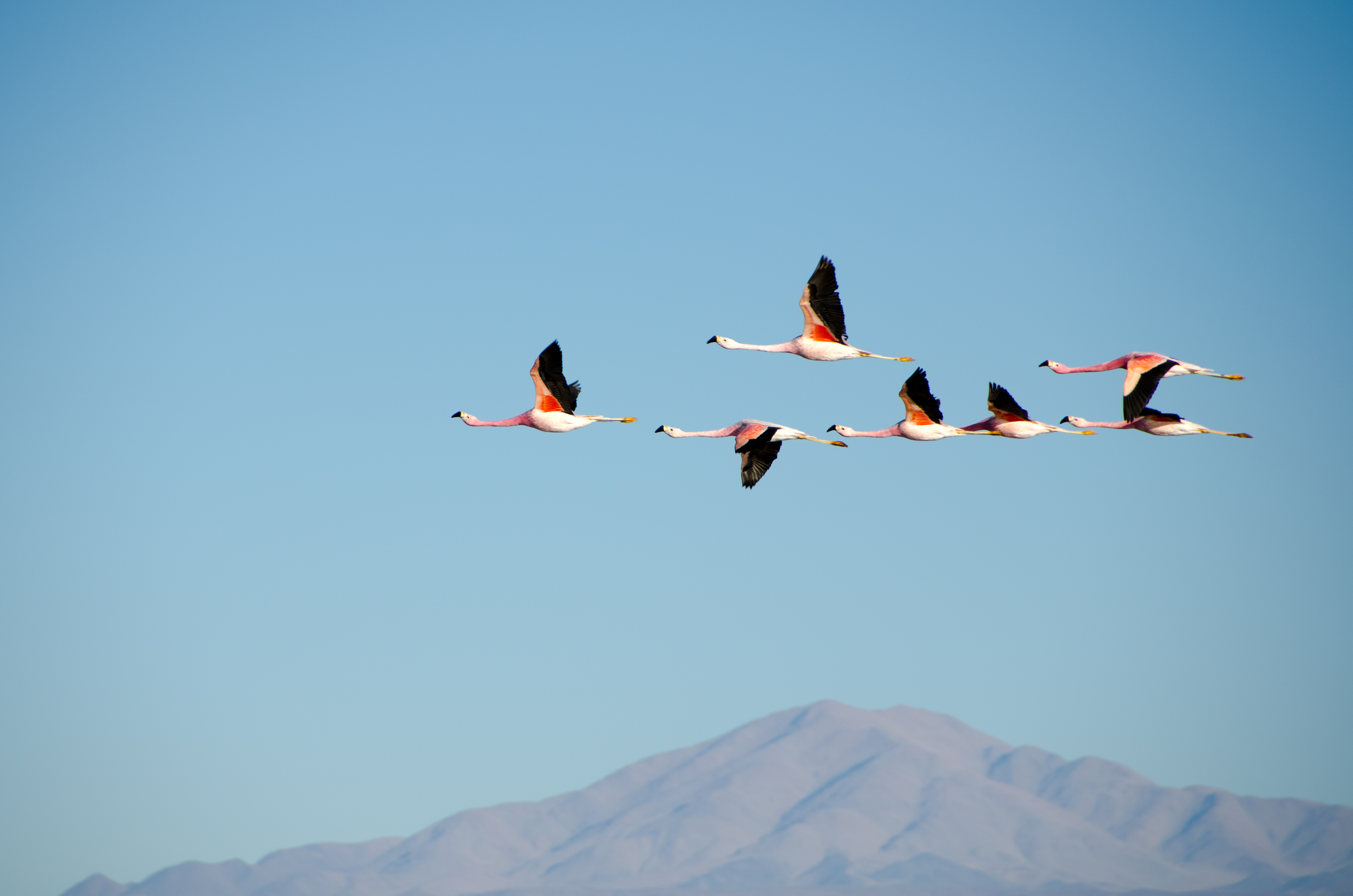 Baixe gratuitamente a imagem Animais, Aves, Flamingo, Pássaro na área de trabalho do seu PC
