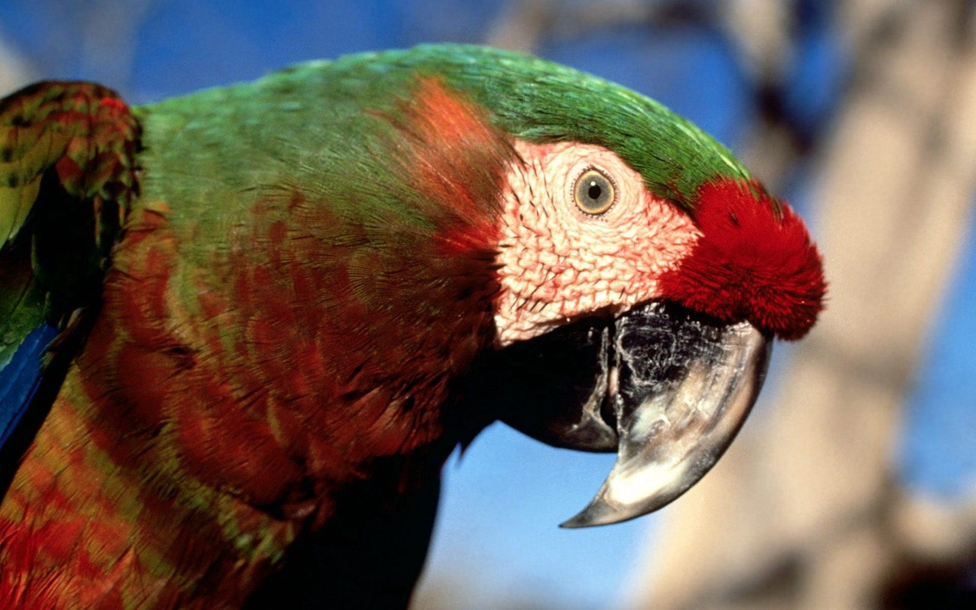 Download mobile wallpaper Animals, Motley, Beak, Multicolored, Color, Parrots for free.