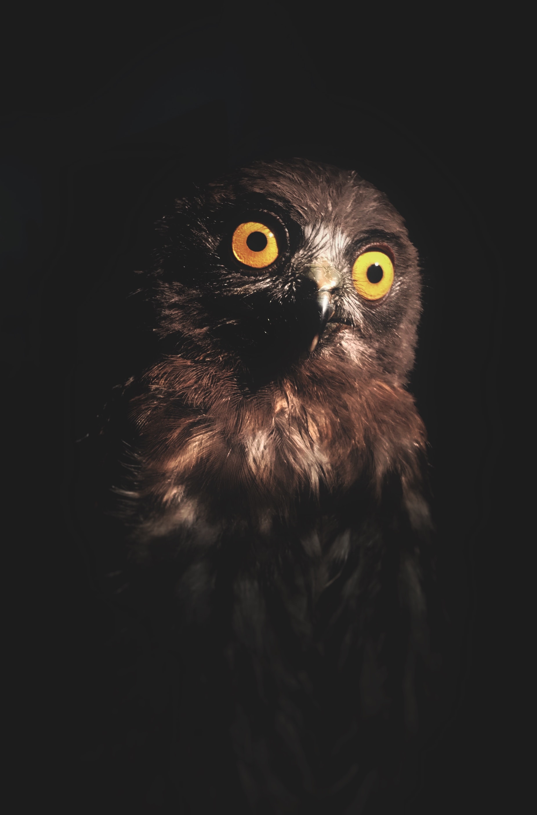 Download mobile wallpaper Predator, Animals, Bird, Eyes, Owl, Dark for free.