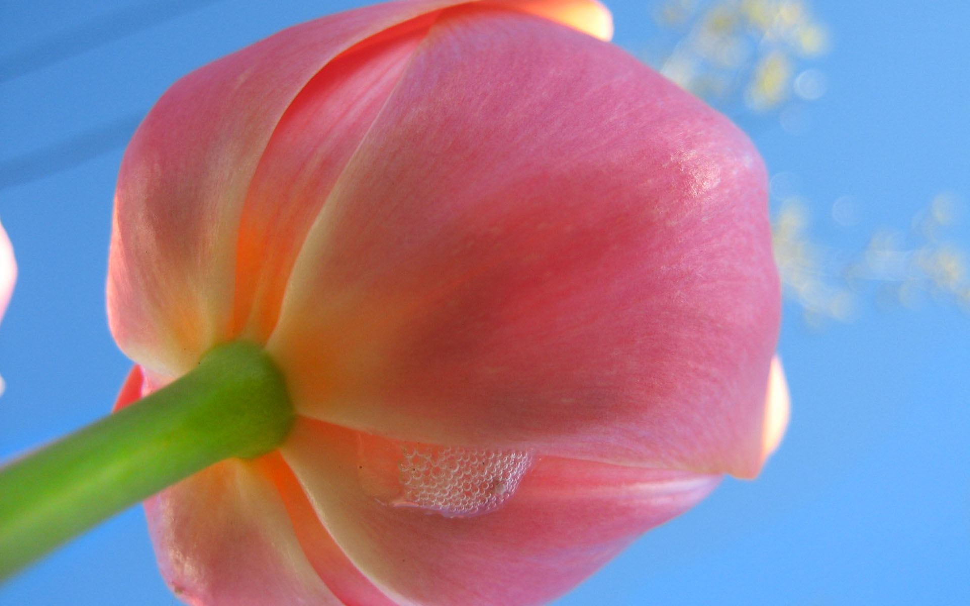 Descarga gratuita de fondo de pantalla para móvil de Tulipán, Flores, Tierra/naturaleza.