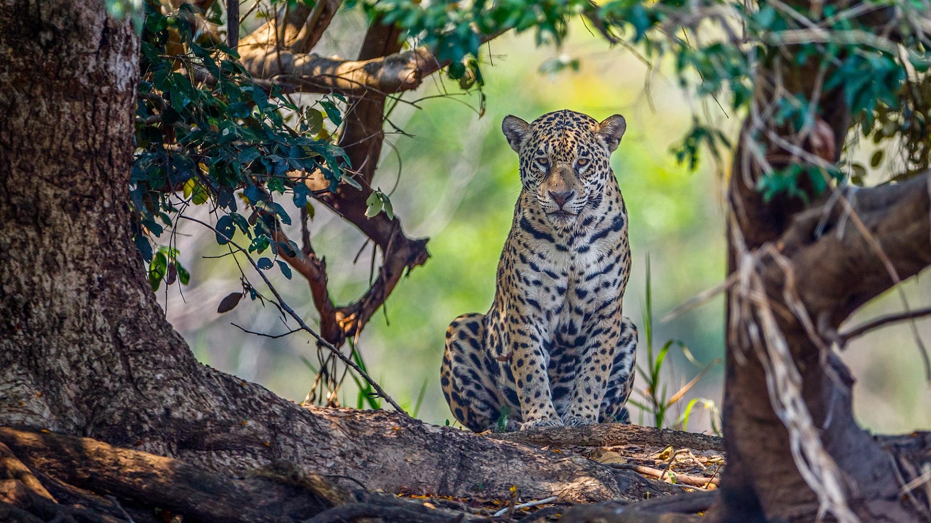 Descarga gratis la imagen Animales, Gatos, Leopardo en el escritorio de tu PC