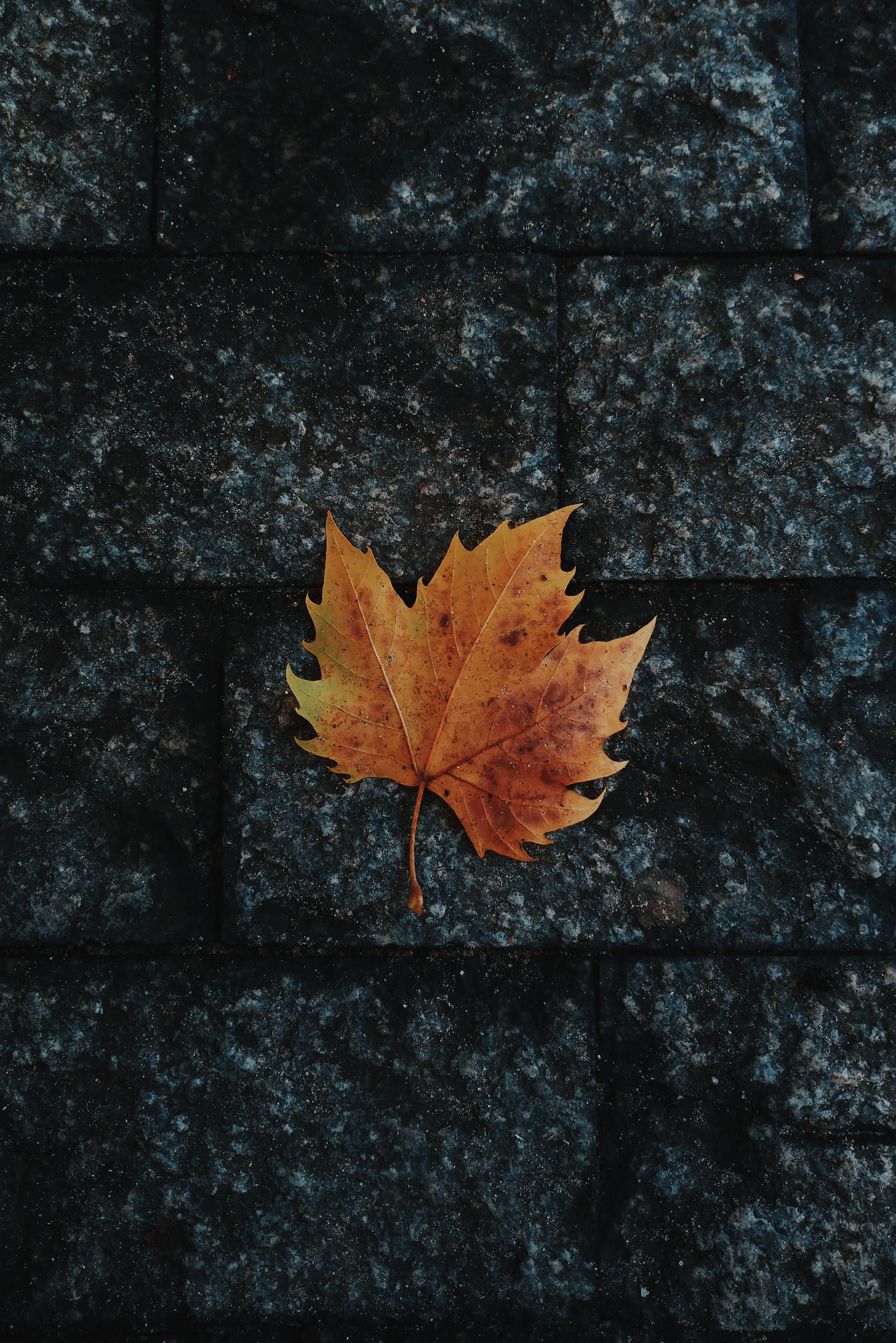autumn, sheet, maple, fallen, nature, leaf mobile wallpaper