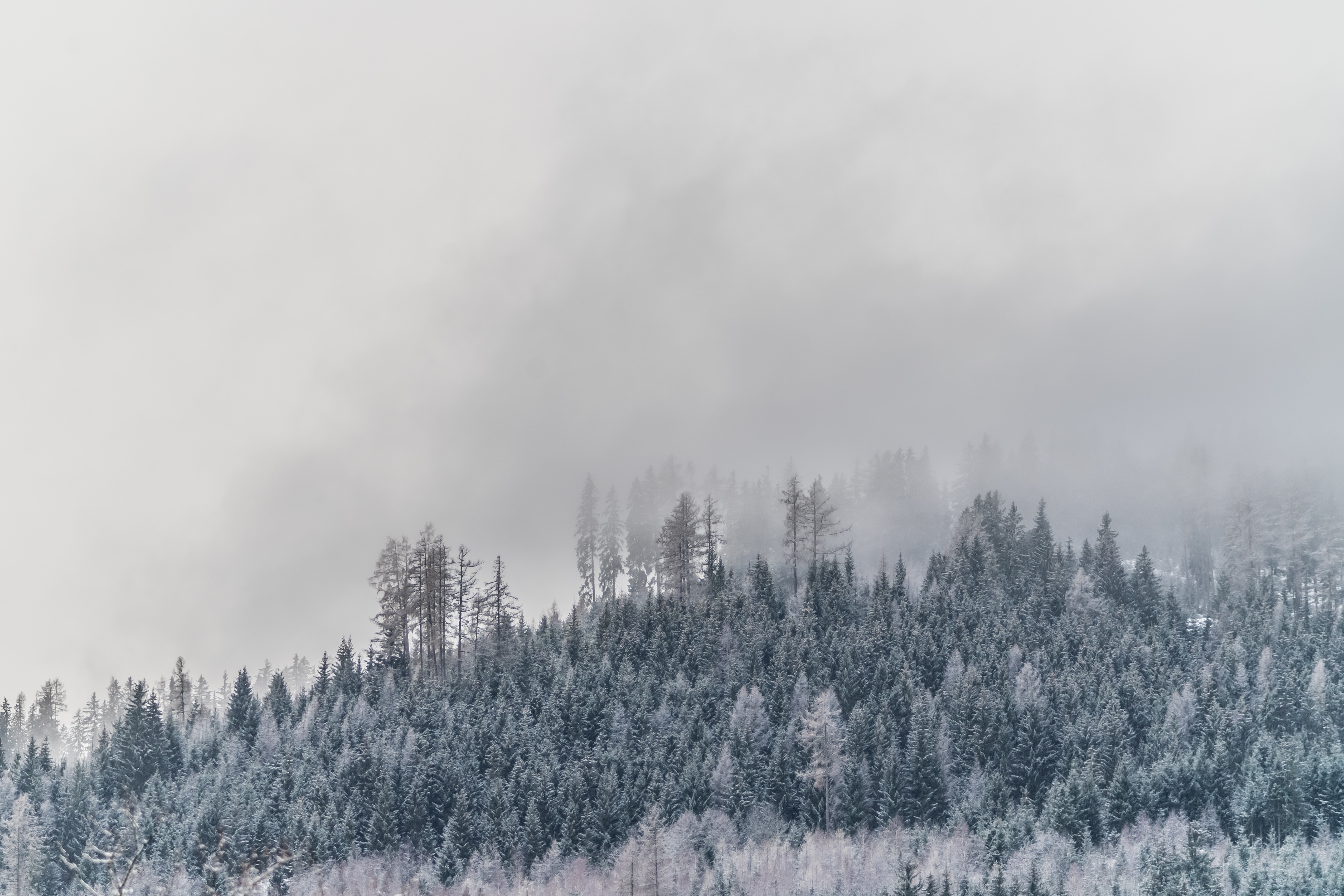 Скачать обои бесплатно Заснеженный, Деревья, Туман, Природа, Иней, Зима картинка на рабочий стол ПК