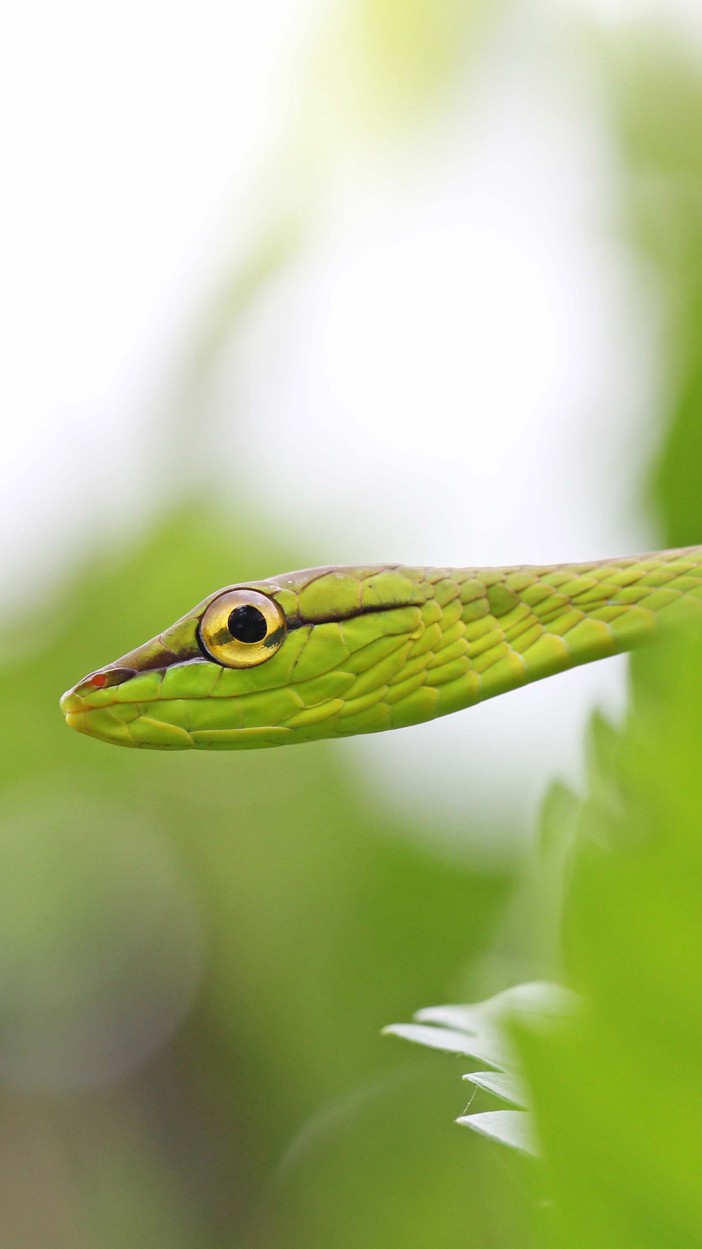 Download mobile wallpaper Animal, Snake, Reptiles, Bokeh for free.