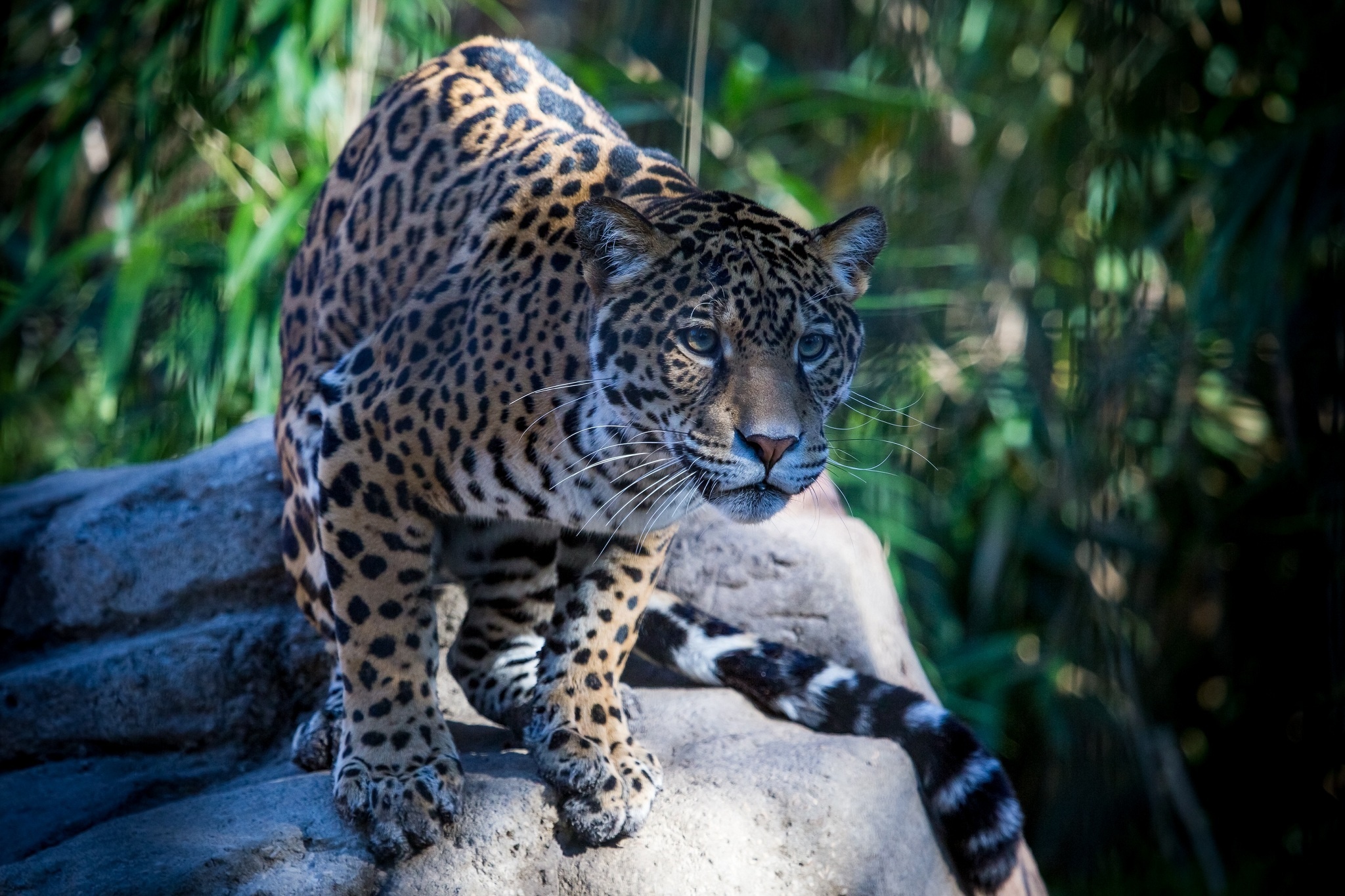 Download mobile wallpaper Wildcat, Wild Cat, Muzzle, Predator, Animals, Jaguar for free.
