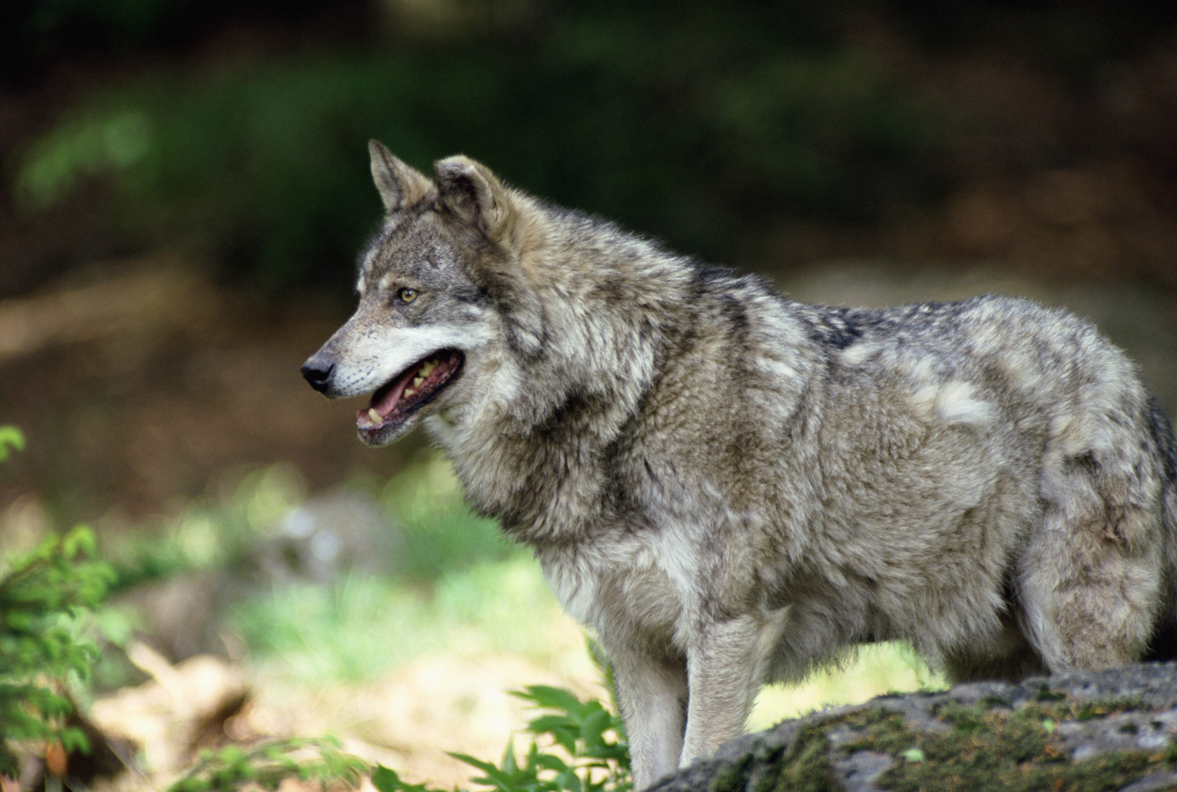 83305 descargar fondo de pantalla animales, depredador, lobo, lana: protectores de pantalla e imágenes gratis