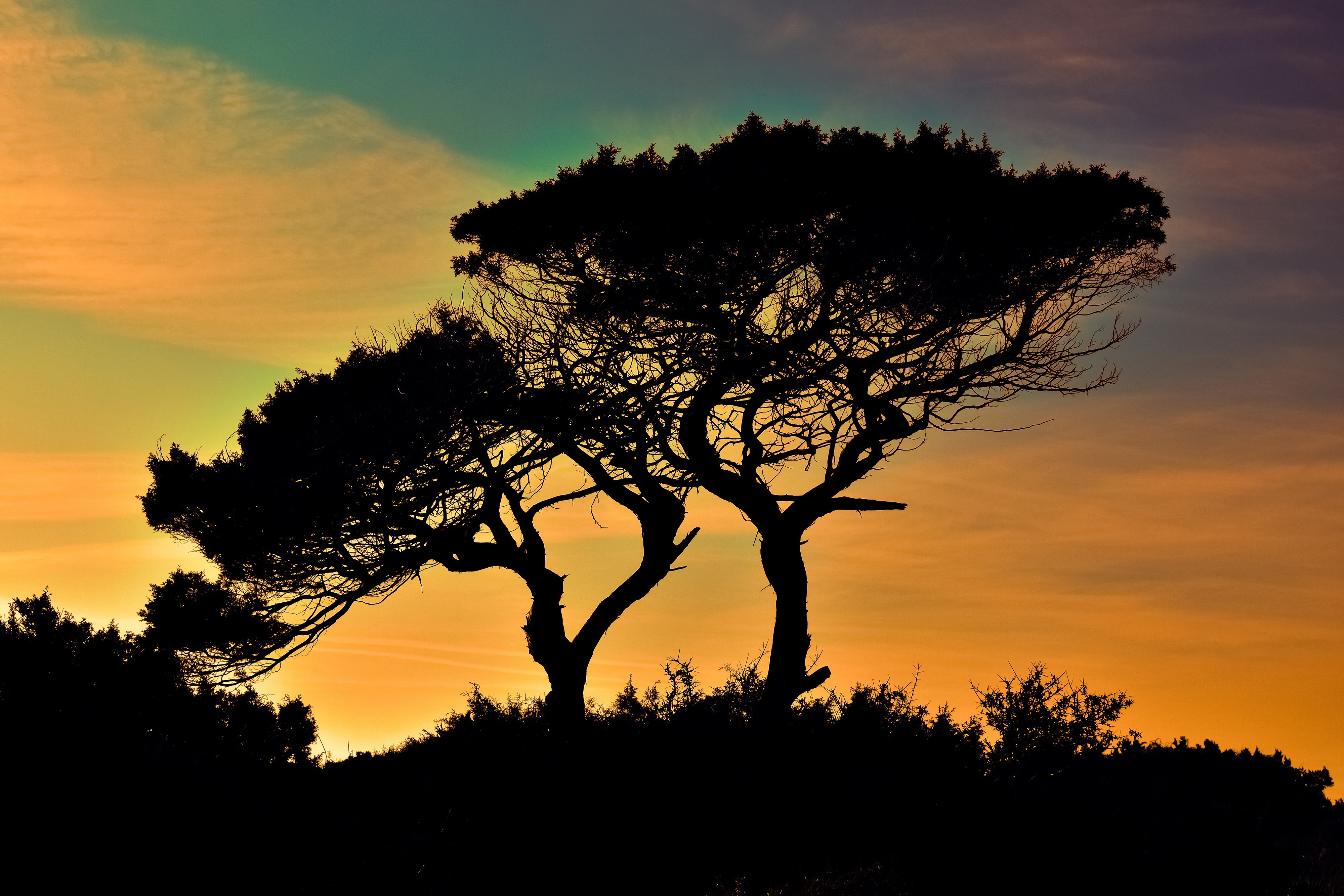 Download mobile wallpaper Sunset, Silhouette, Tree, Earth, Cypress for free.