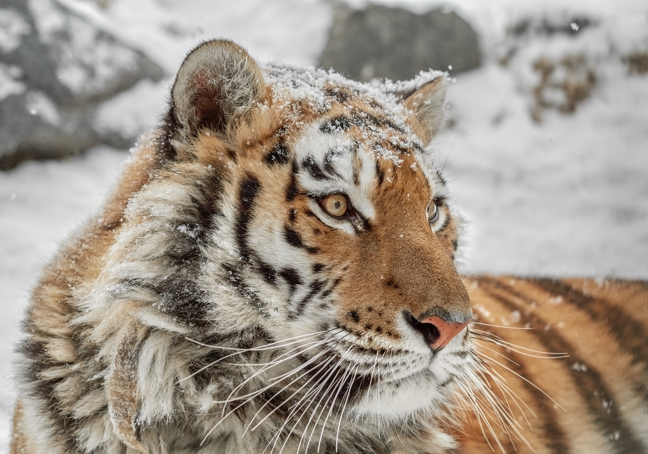 Скачати мобільні шпалери Зима, Тигр, Тварина, Коти, Снігопад безкоштовно.