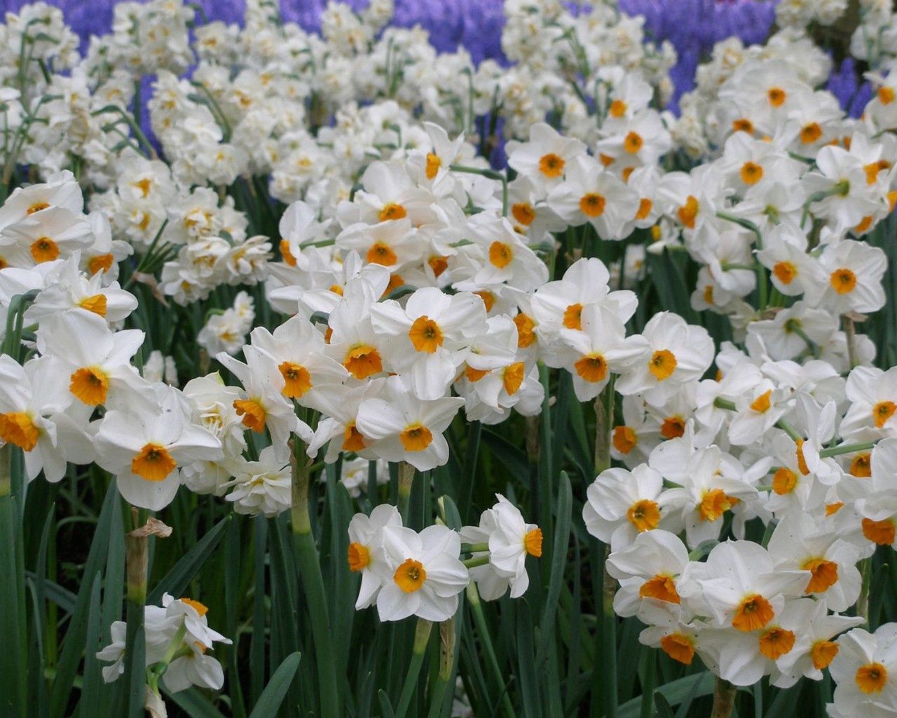 Download mobile wallpaper Greens, Narcissussi, Flower Bed, Flowerbed, Flowers, Spring for free.