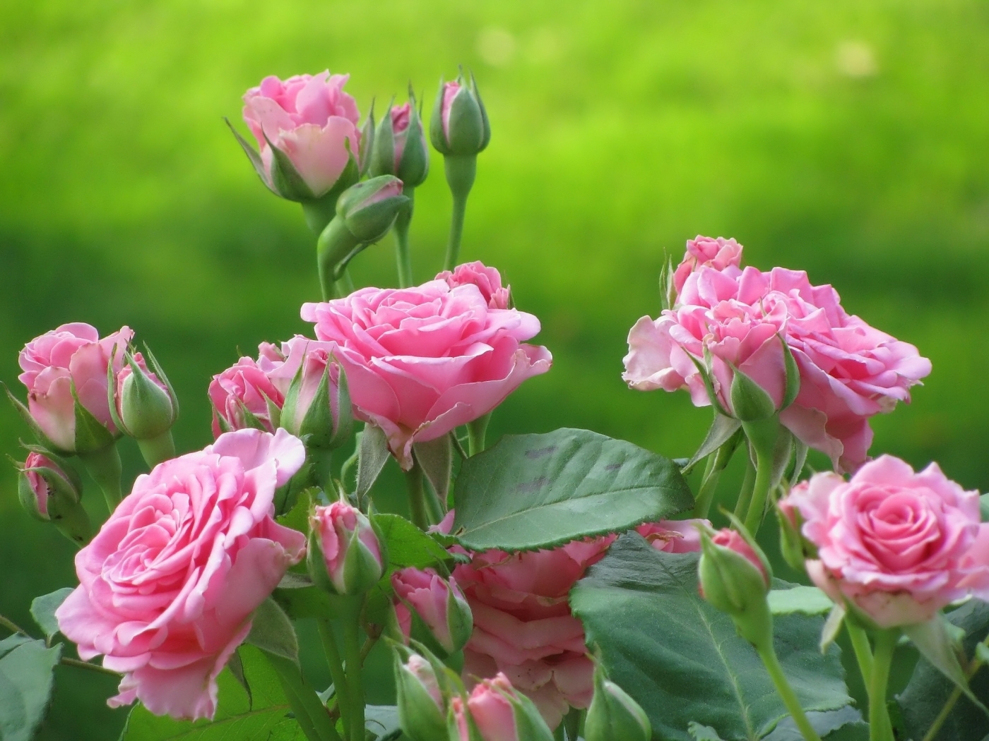 26603 descargar imagen plantas, flores, roses, verde: fondos de pantalla y protectores de pantalla gratis
