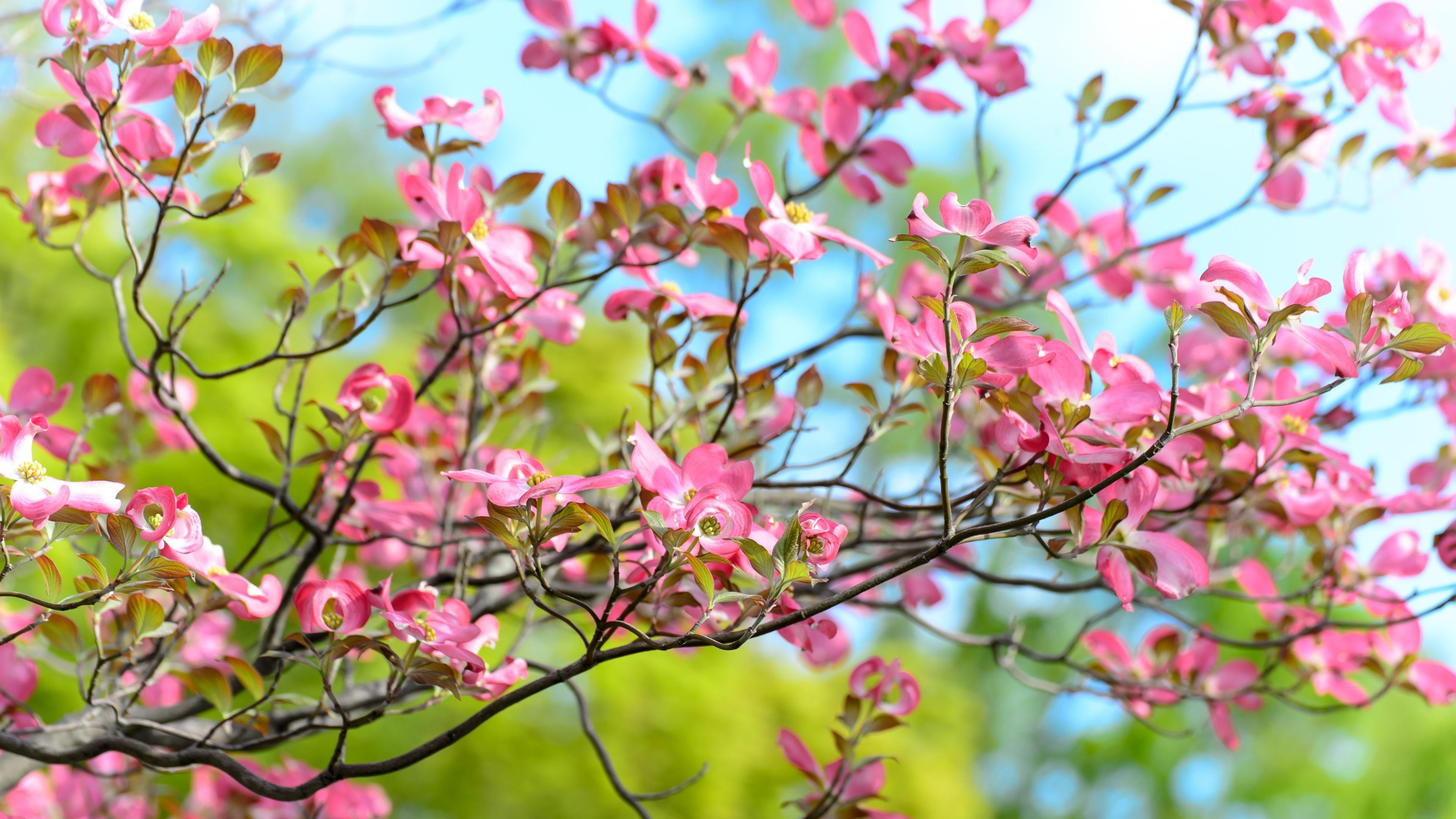 Скачать картинку Весна, Цвести, Земля/природа, Розовый Цветок, Флауэрсы в телефон бесплатно.